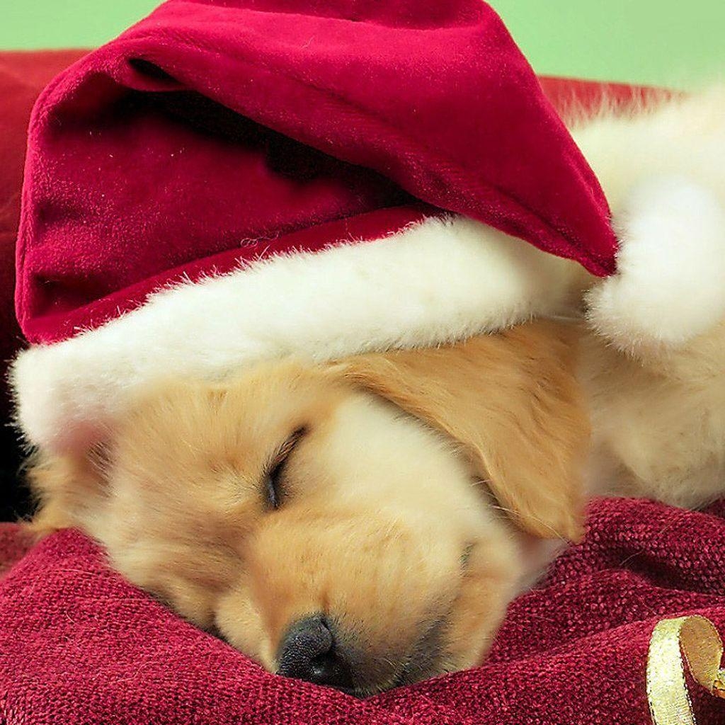 1030x1030 Download your favorite Christmas dogs wallpaper from our list. Dogs, Phone