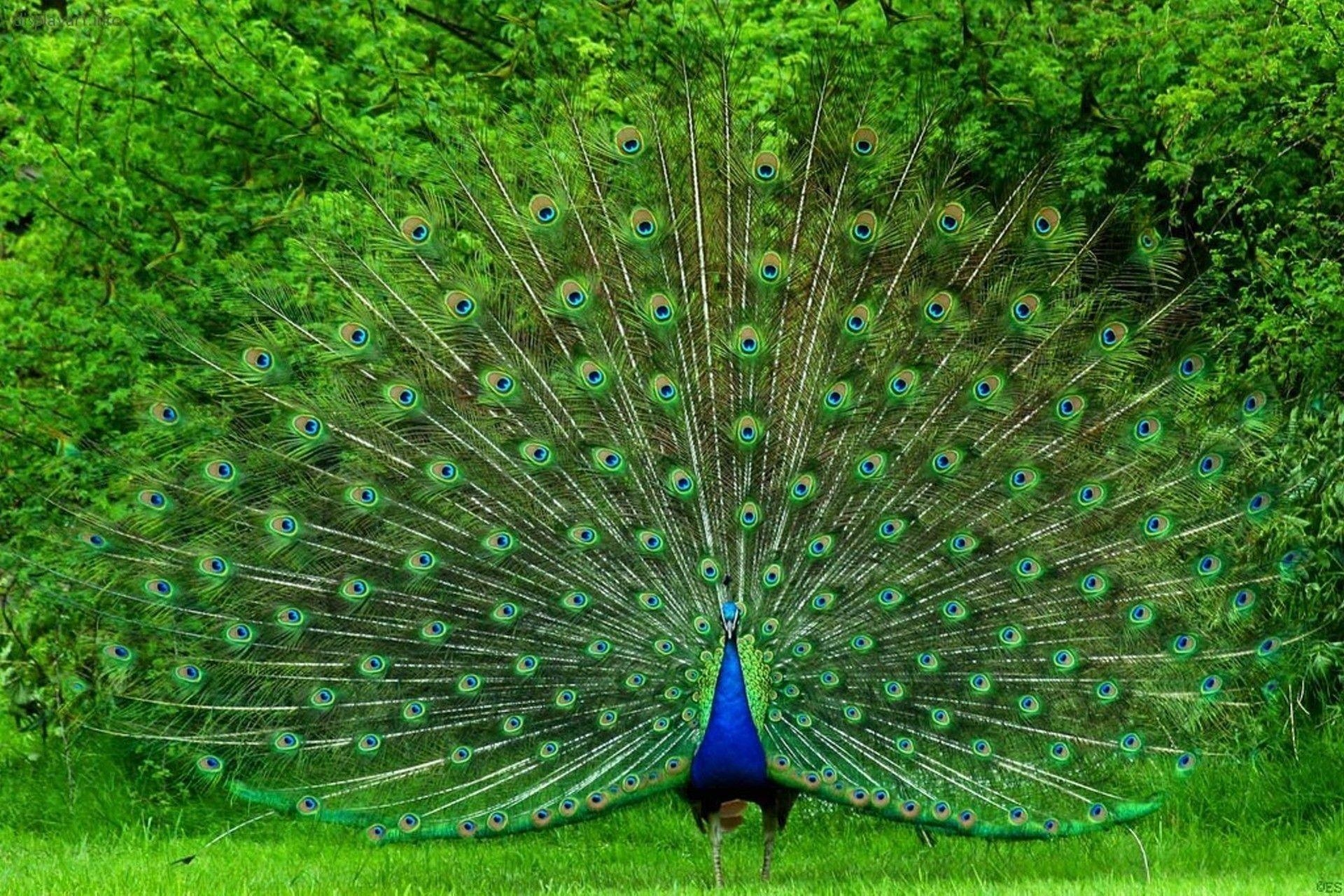 1920x1280 Peacock Wallpaper, Desktop