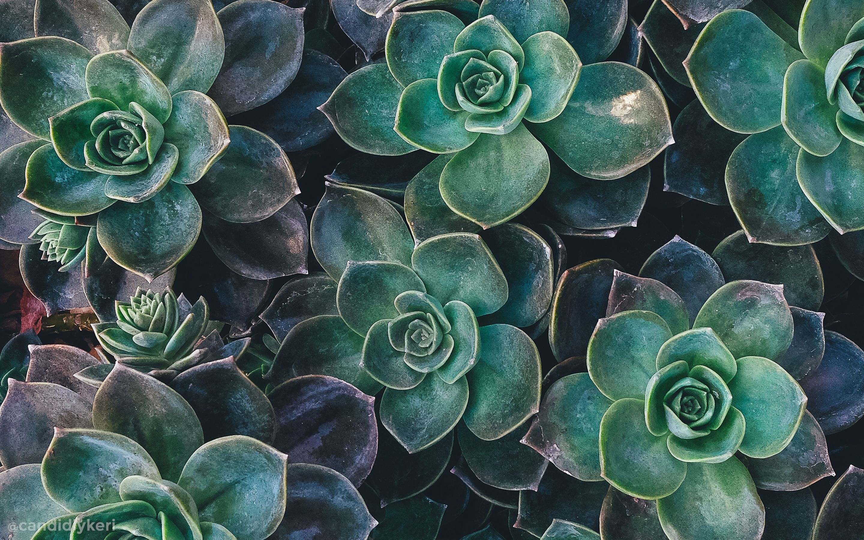 2880x1800 Succulent Aesthetic Desktop Wallpaper.wallpaper.dog, Desktop