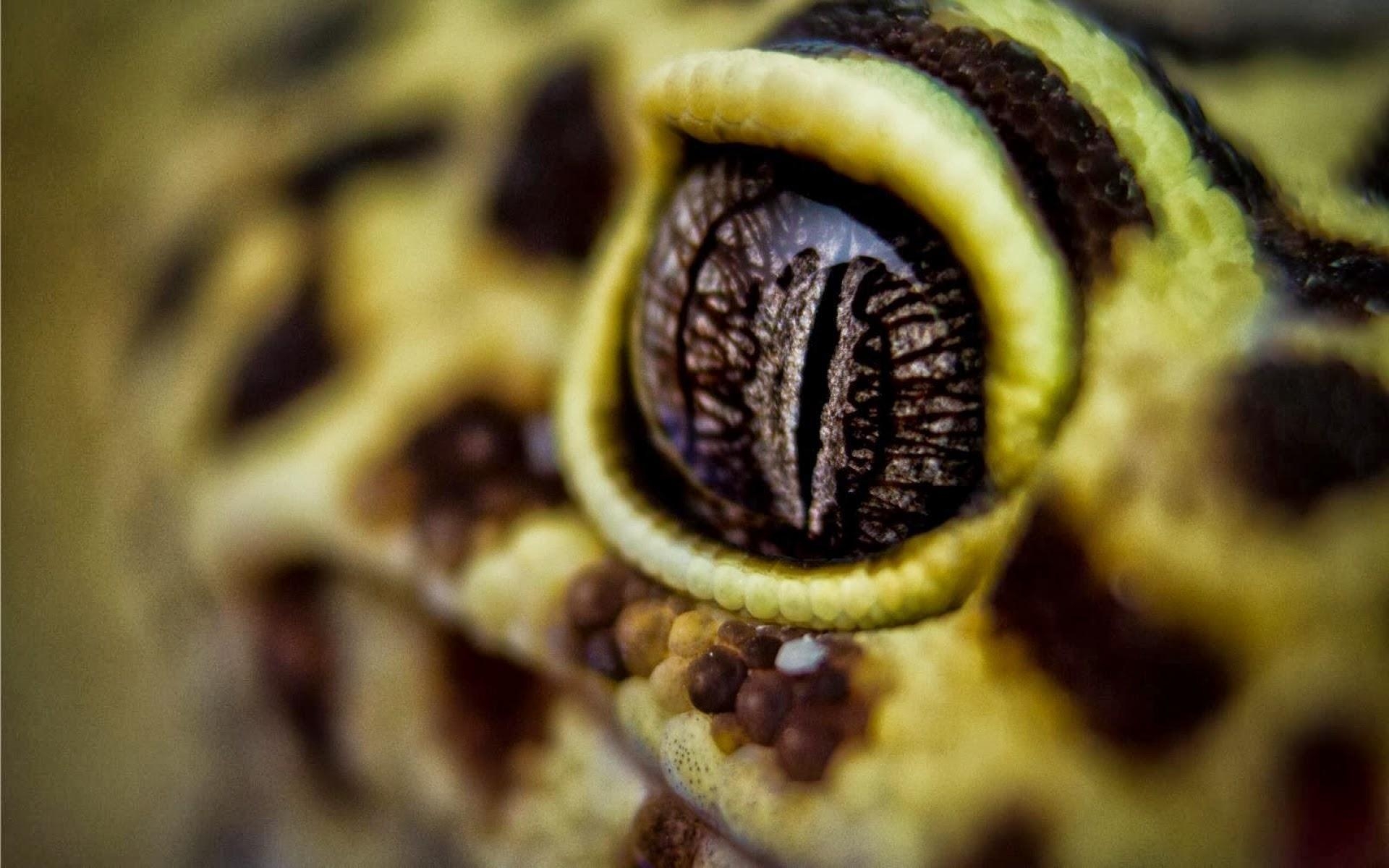 1920x1200 Leopard Gecko Wallpaper, Desktop