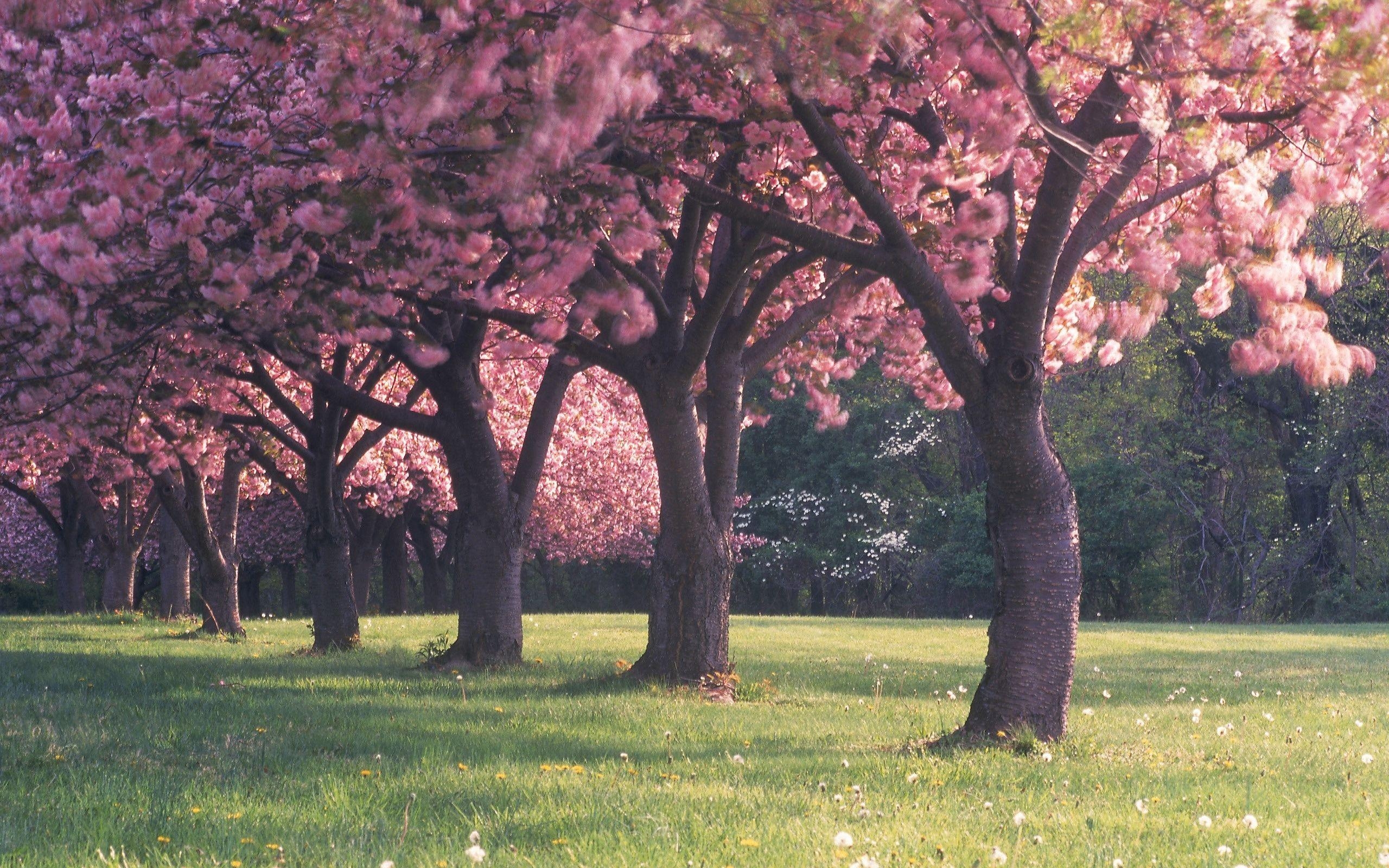 2560x1600 springtime, pink, park, flowers, green, beautiful, grass, blossom, Sakura, trees wallpaper, Desktop