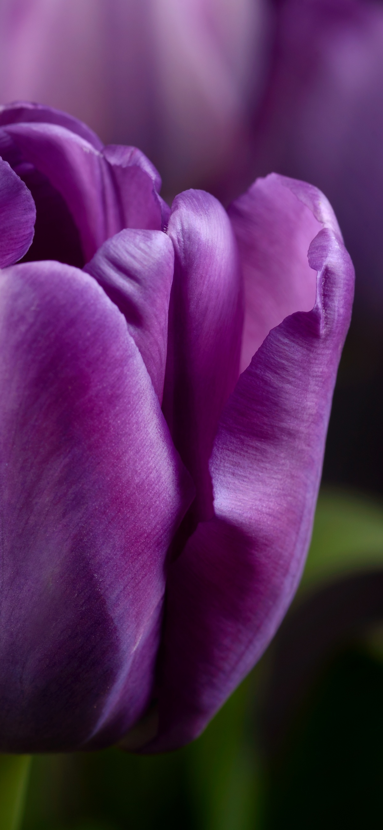 1250x2690 Purple tulips Wallpaper 4K, Closeup, Phone