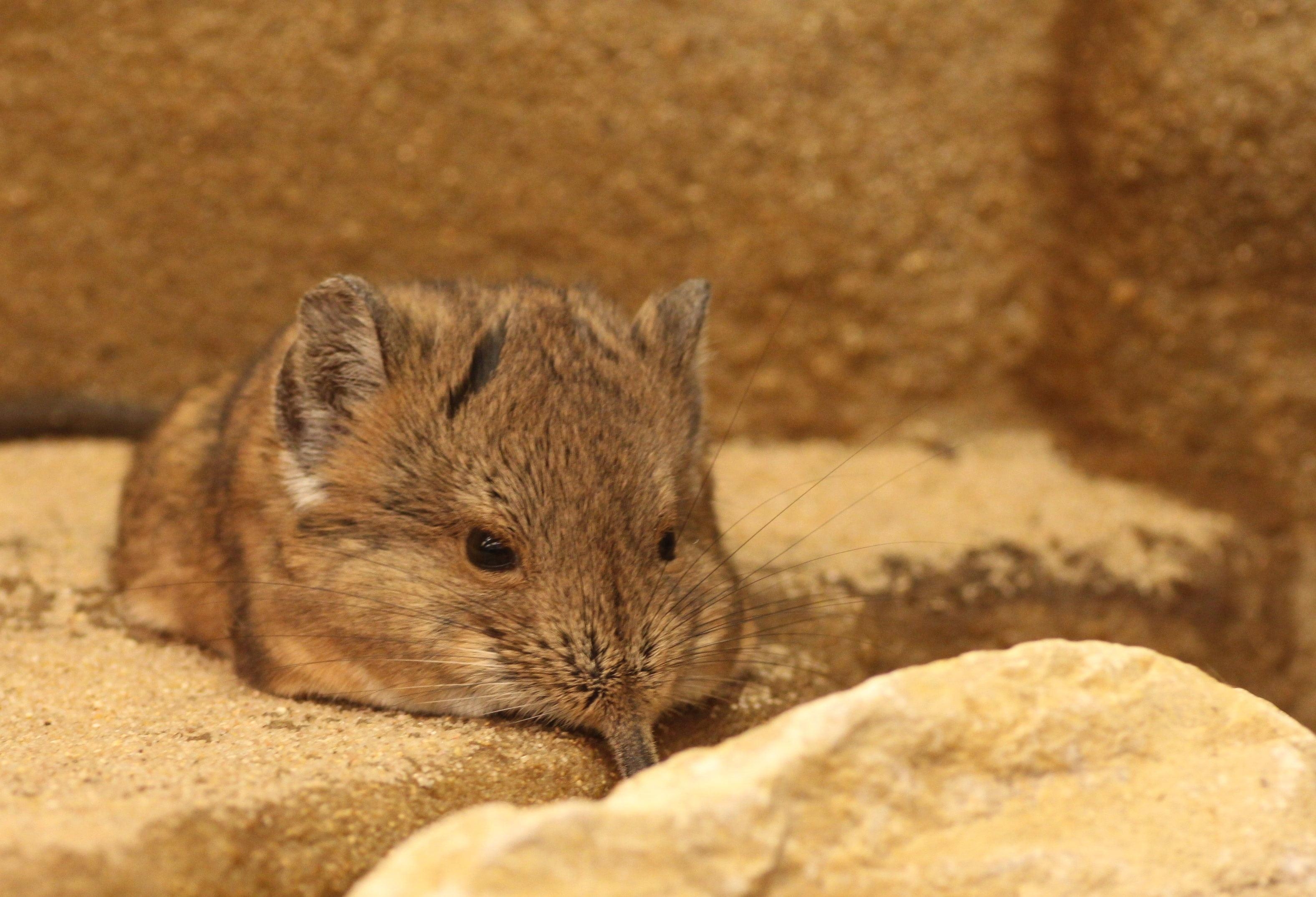 3160x2150 1280x768px. free download. HD wallpaper: elephant shrews, Desktop