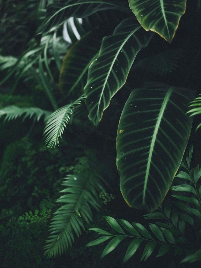 770x1030 Free download Plant Aesthetic Wallpaper Top Plant Aesthetic, Phone