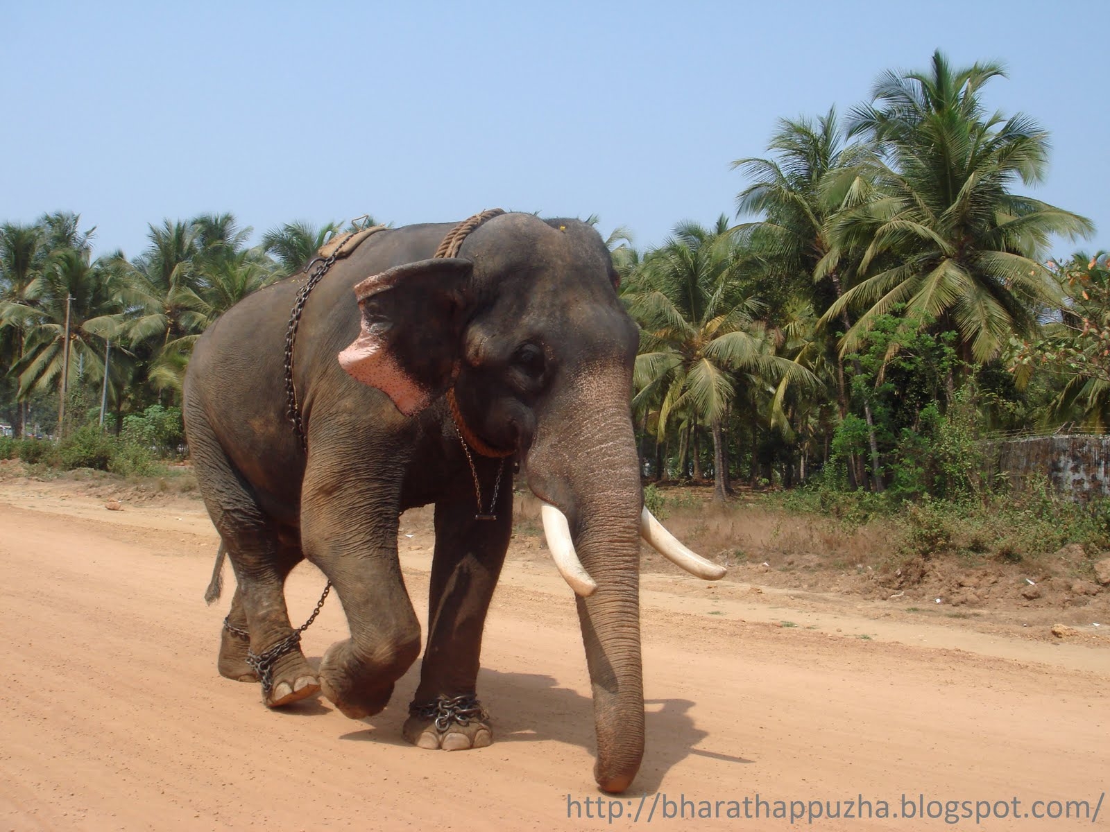 1600x1200 Kerala Elephant Wallpaper Elephant Wallpaper & Background Download, Desktop