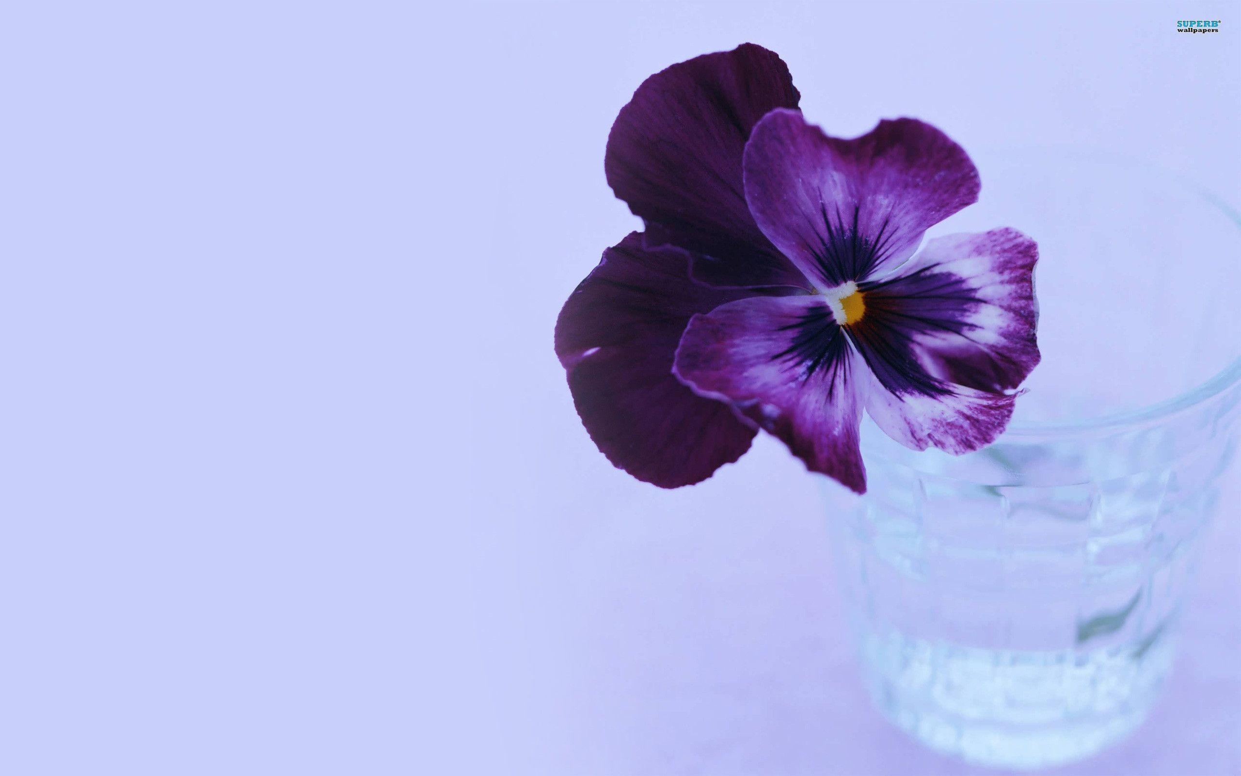 2560x1600 Pansy 11039, Desktop