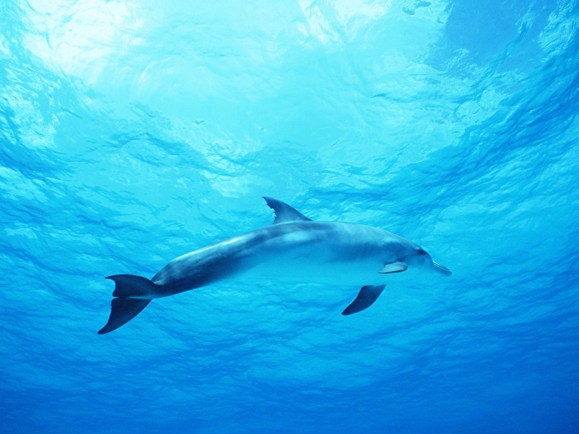 1920x1440 Dolphin in Deep Blue Sea #. All For Desktop, Desktop