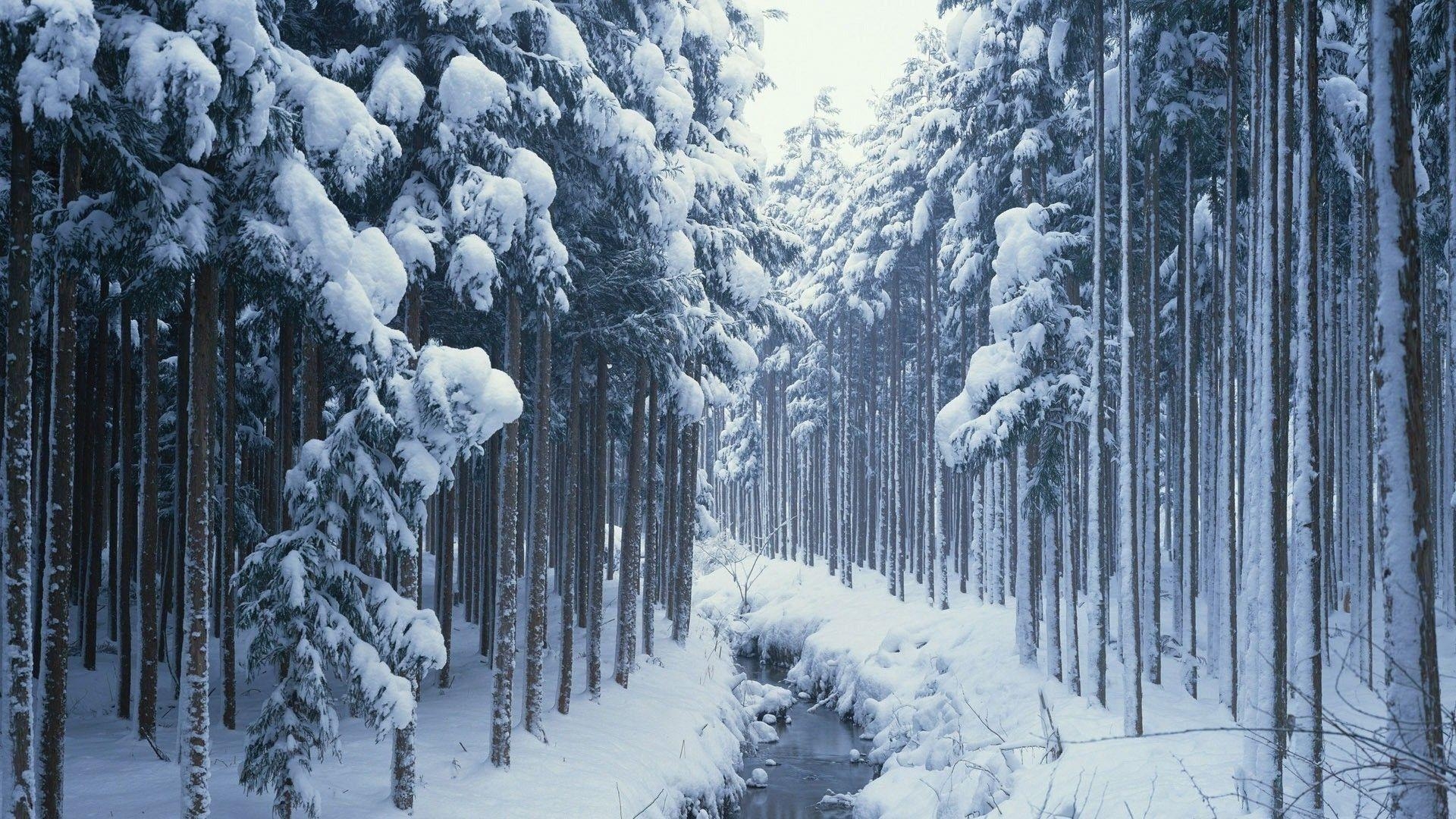 1920x1080 Stream In The Winter Woods Wallpaper. Snow forest, Forest, Desktop