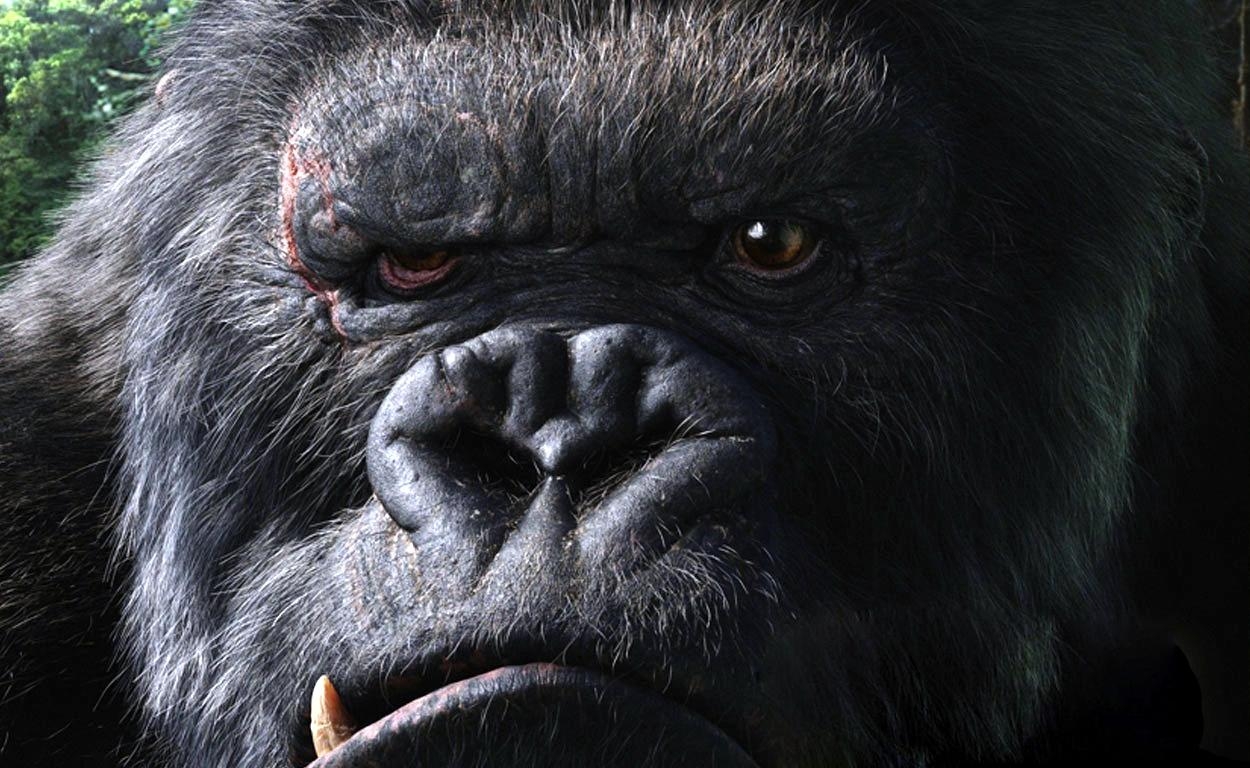 1250x770 Gorilla HD Wallpaper. Background 1920x1280 (401.4 KB), Desktop