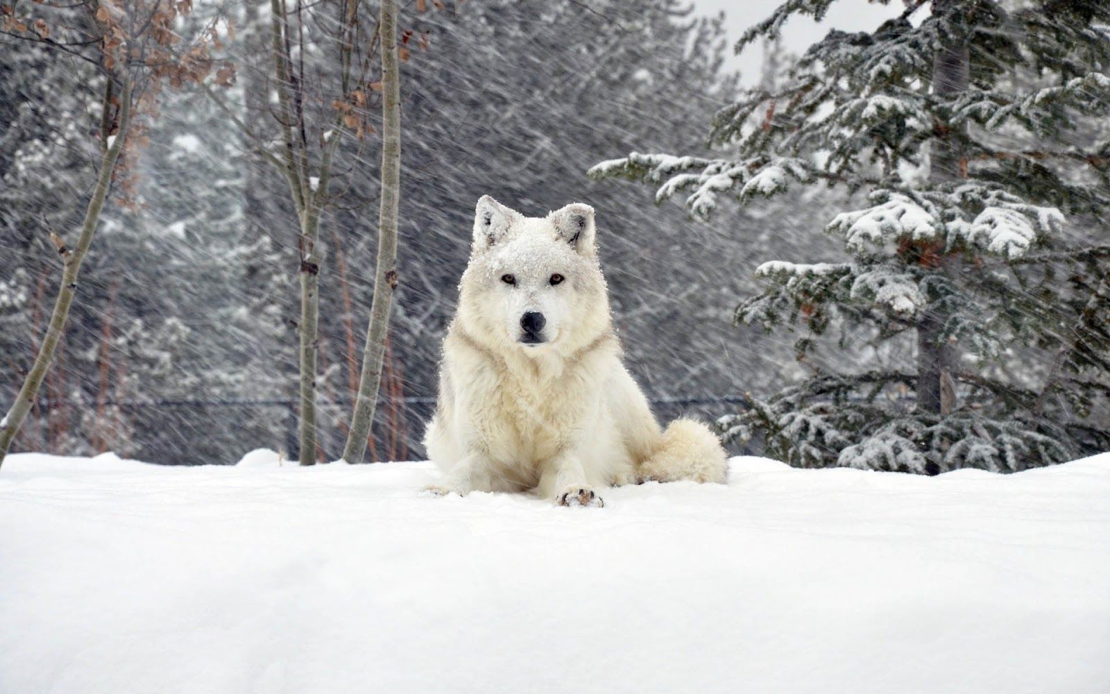 1600x1000 Photo of a white dog in the snow. HD Animals Wallpaper, Desktop