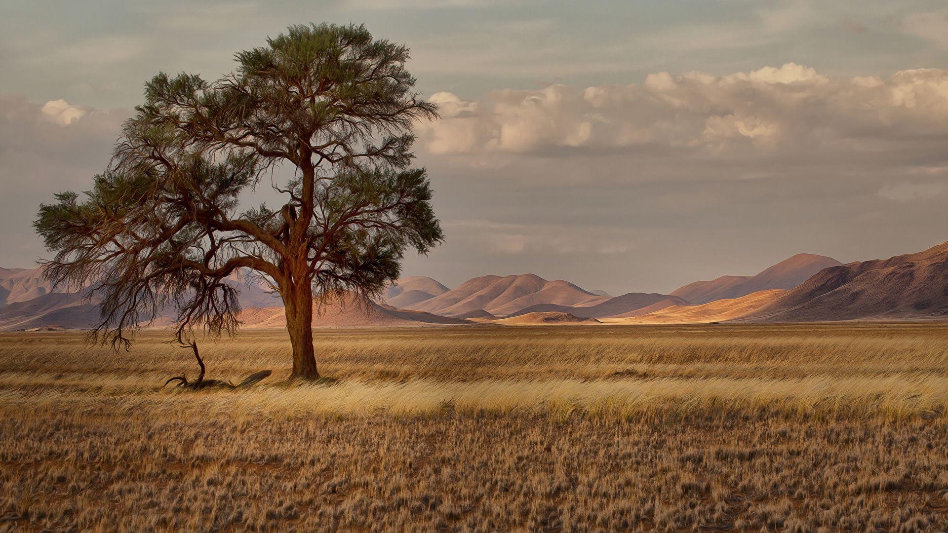 1920x1080 Wallpaper Namibia Nature Meadow Grass Trees, Desktop