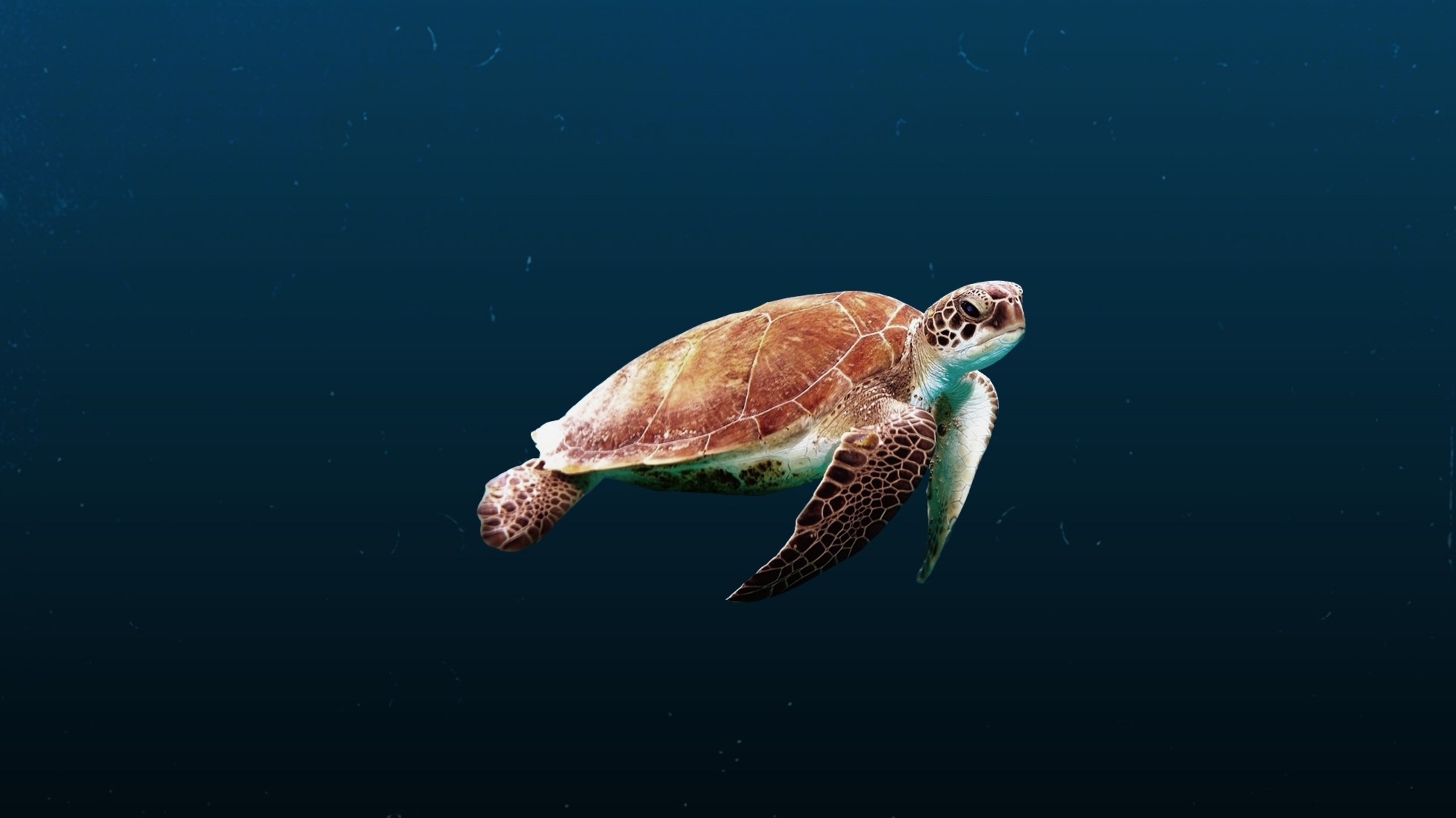 2560x1440 Sea Turtle 1440P Resolution HD 4k Wallpaper, Image, Background, Photo and Picture, Desktop