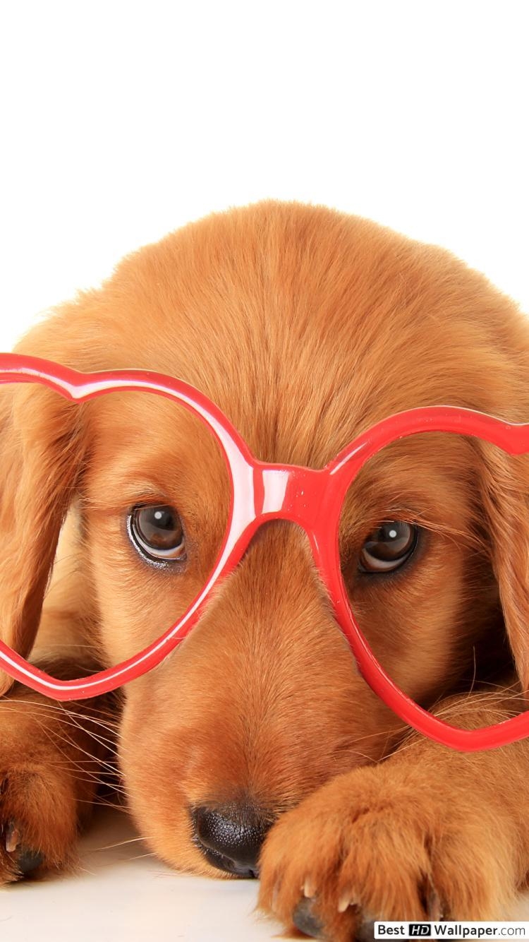 750x1340 Valentine's day dog with heart glasses HD wallpaper, Phone