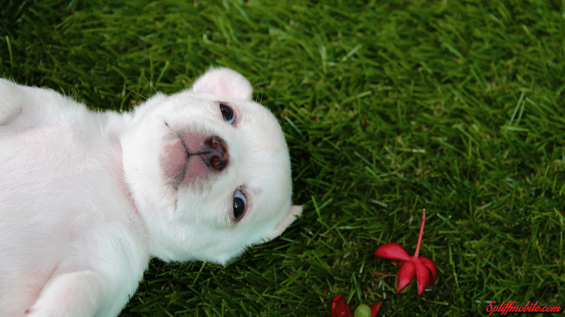 1920x1080 HD Adorable Puppy Wallpaper, Desktop