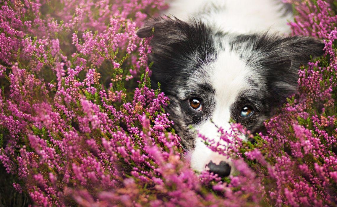 1140x700 Dogs Border Collie Glance Animals wallpaperx1257, Desktop