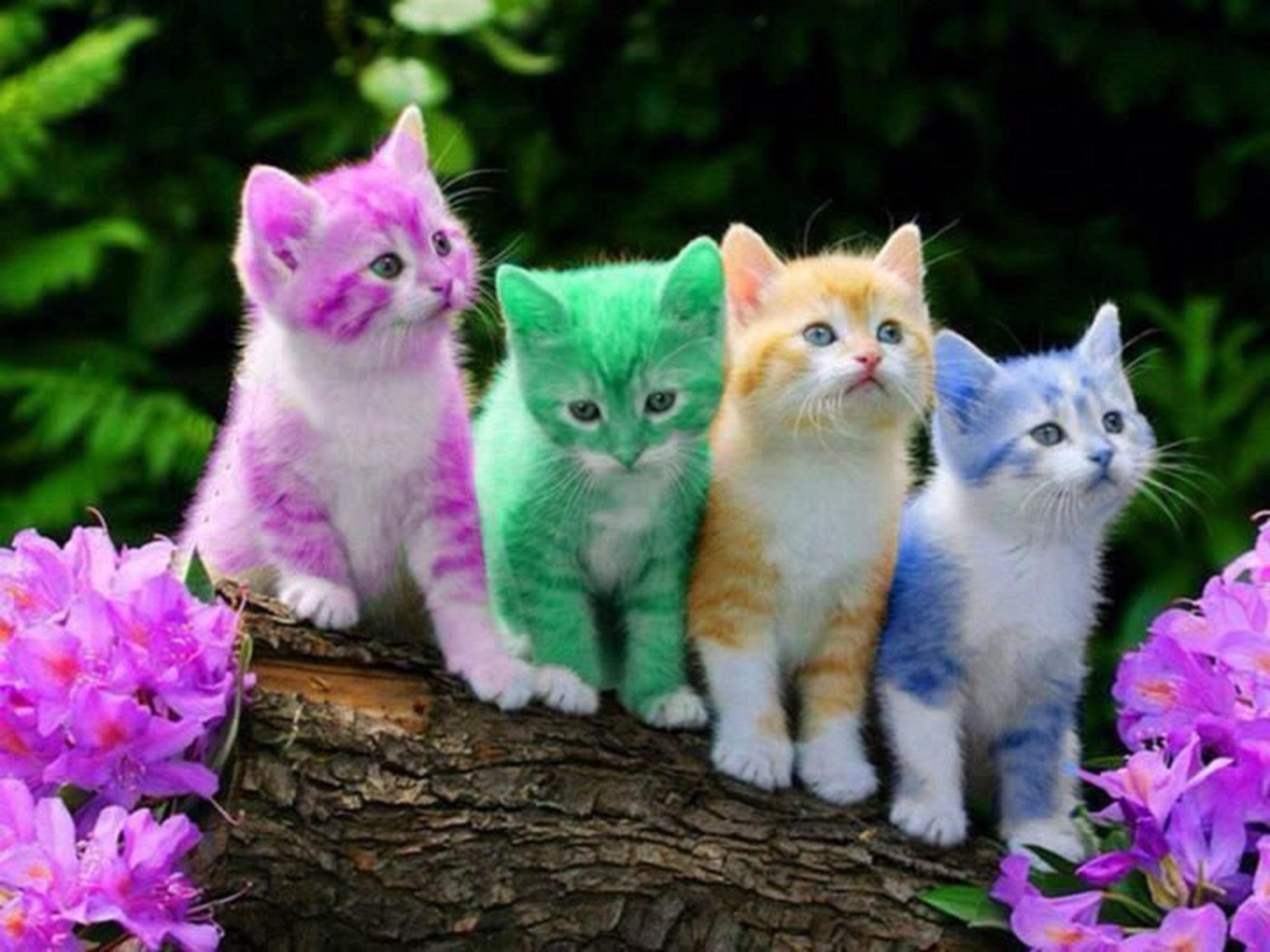 2880x2160 Cats Wallpaper Rainbow KIttens, Desktop