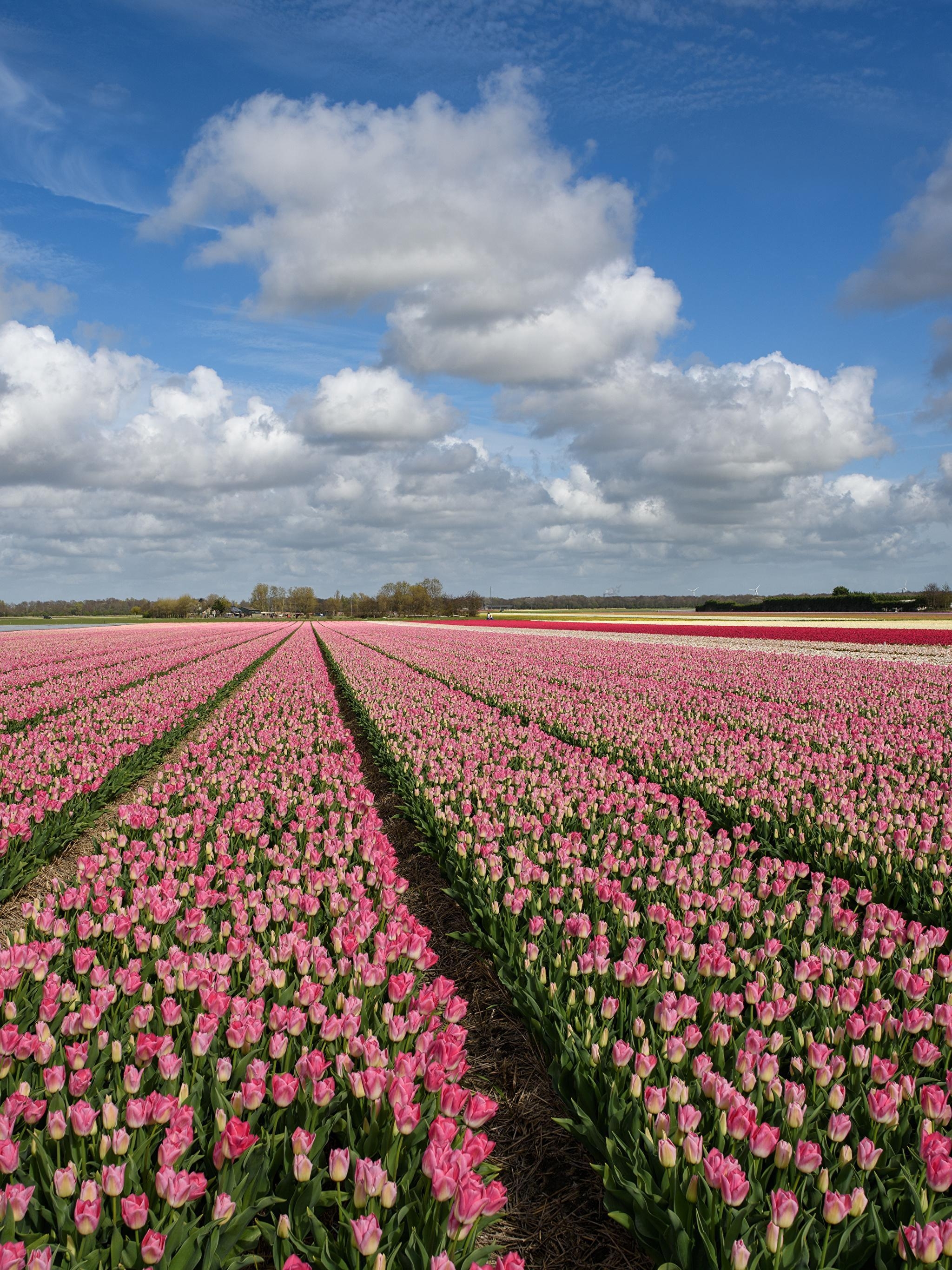 2050x2740 Wallpaper Tulips Sky Fields Flowers Many Clouds, Phone