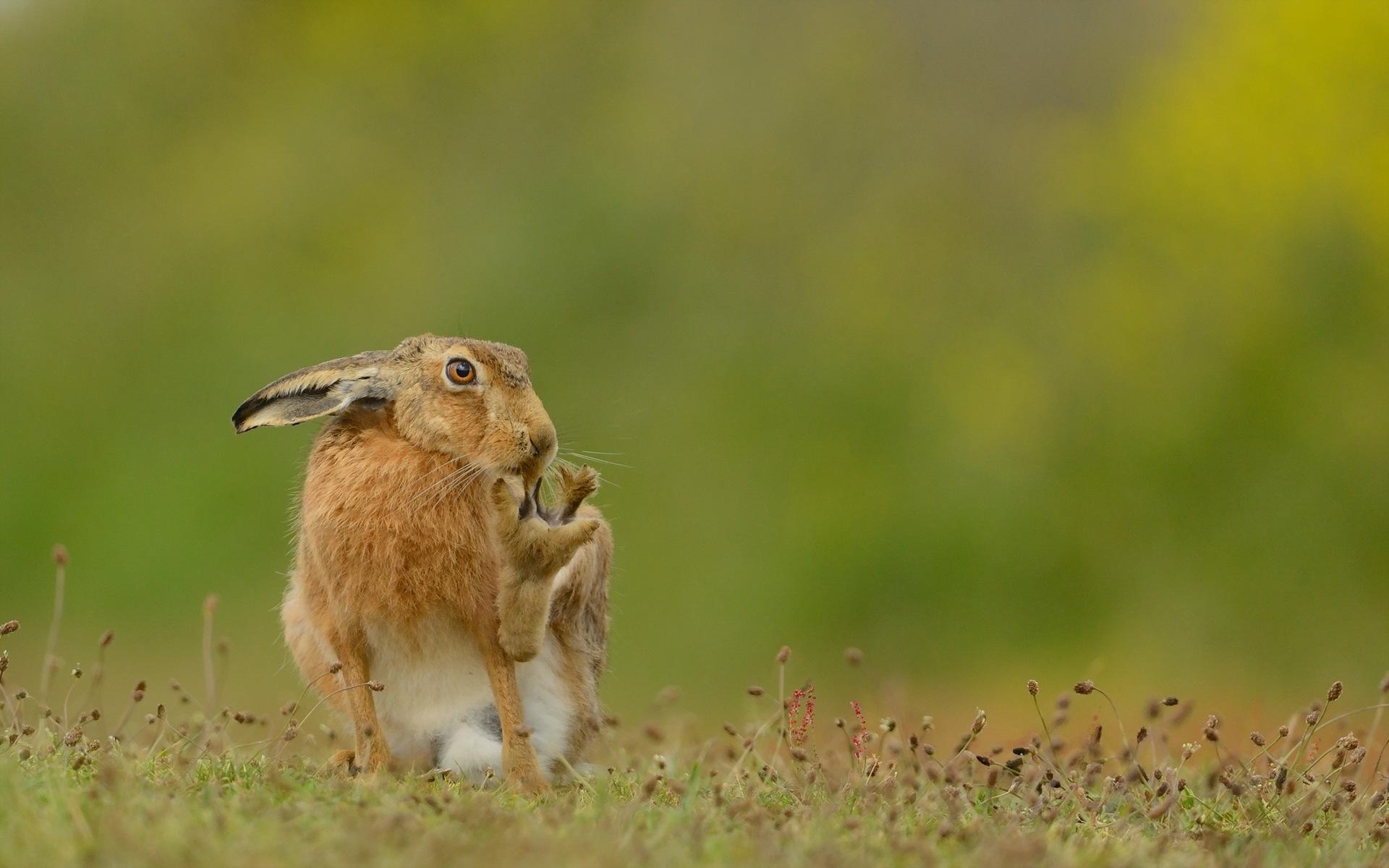 1920x1200 Hare Wallpaper, Desktop