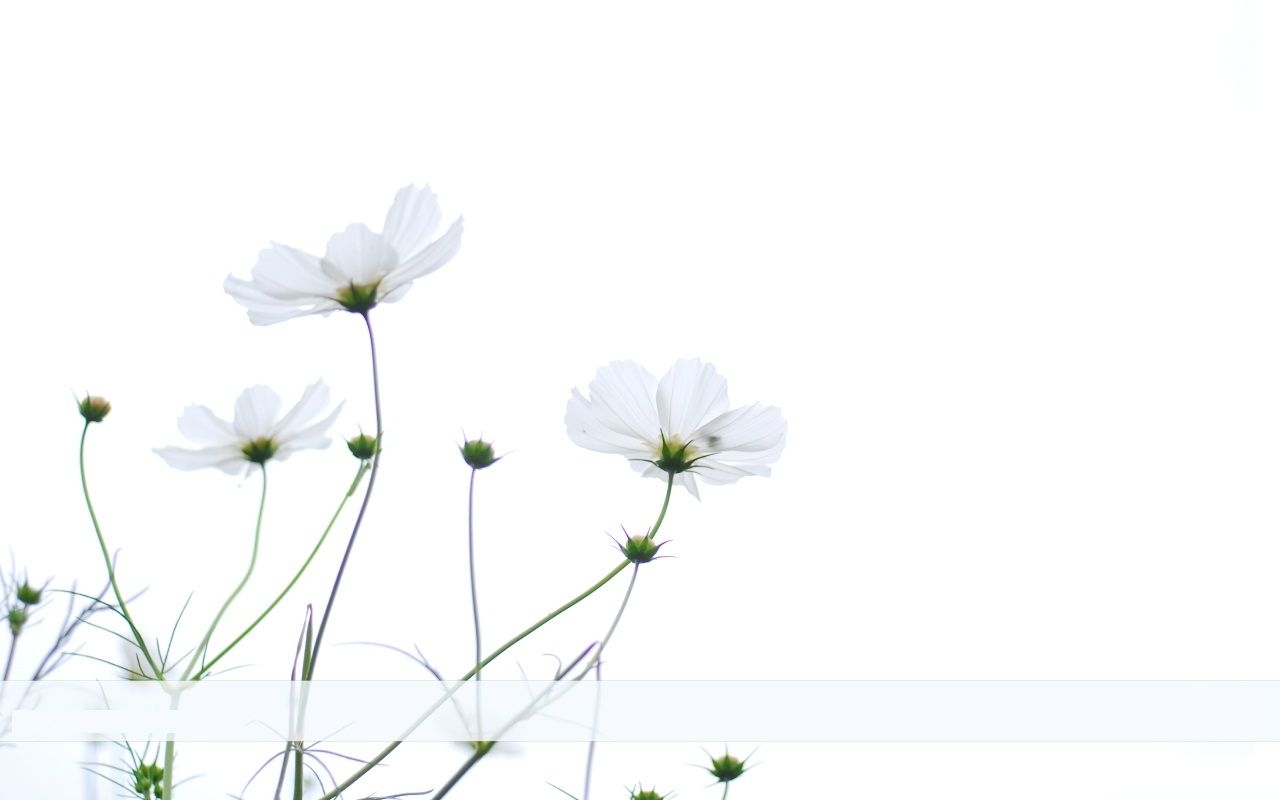 1280x800 Simple Floral Desktop Wallpaper Free Simple Floral Desktop, Desktop