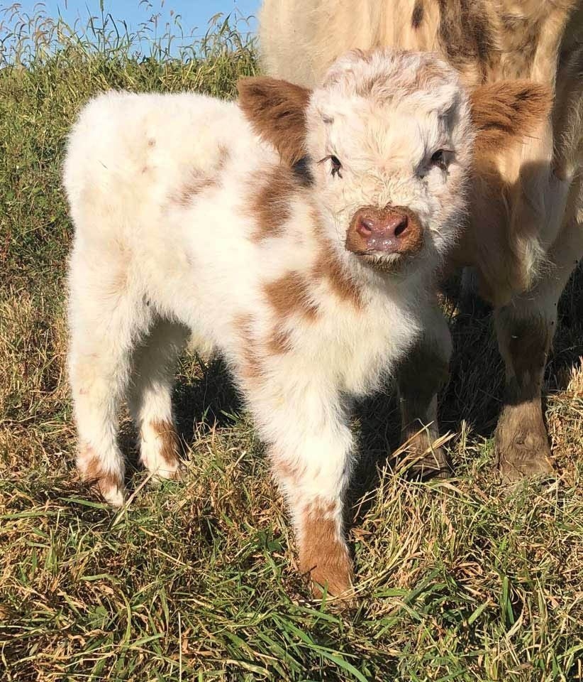 830x960 These Fluffy Cows Are Beyond Adorable!, Phone