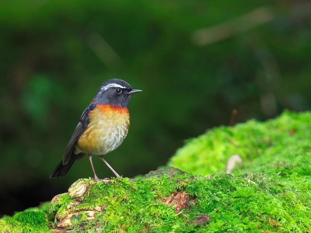 1030x770 栗背林鴝Collared Bush Robin, Desktop