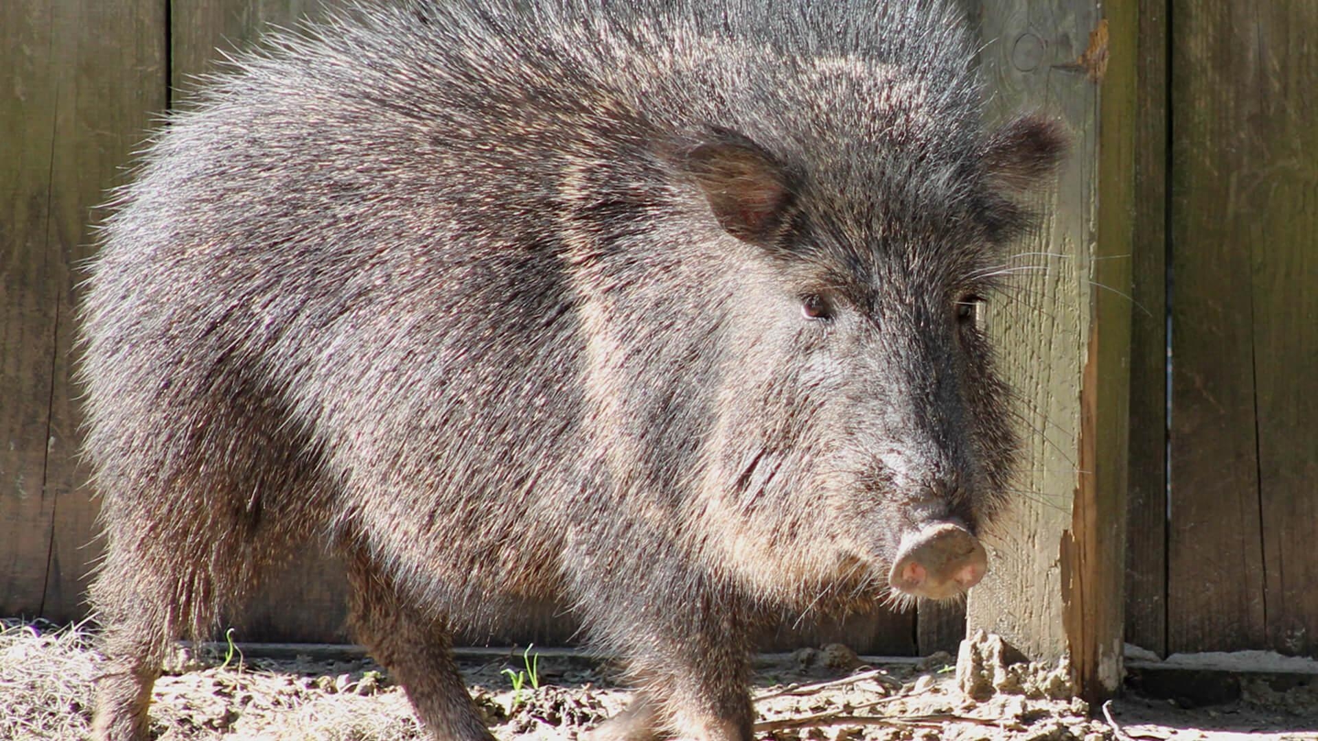 1920x1080 Central Florida Zoo & Botanical Gardens Chacoan Peccary 2, Desktop