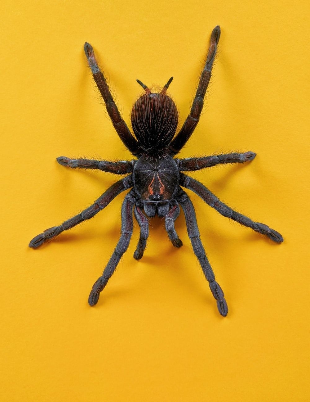 1000x1300 [HQ] Spider Picture. Download Free Image, Phone