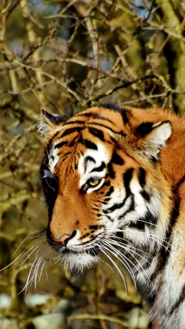 720x1280 wallpaper Curious, tiger, predator, animal, wildlife. Animals, Pet tiger, Animal wallpaper, Phone