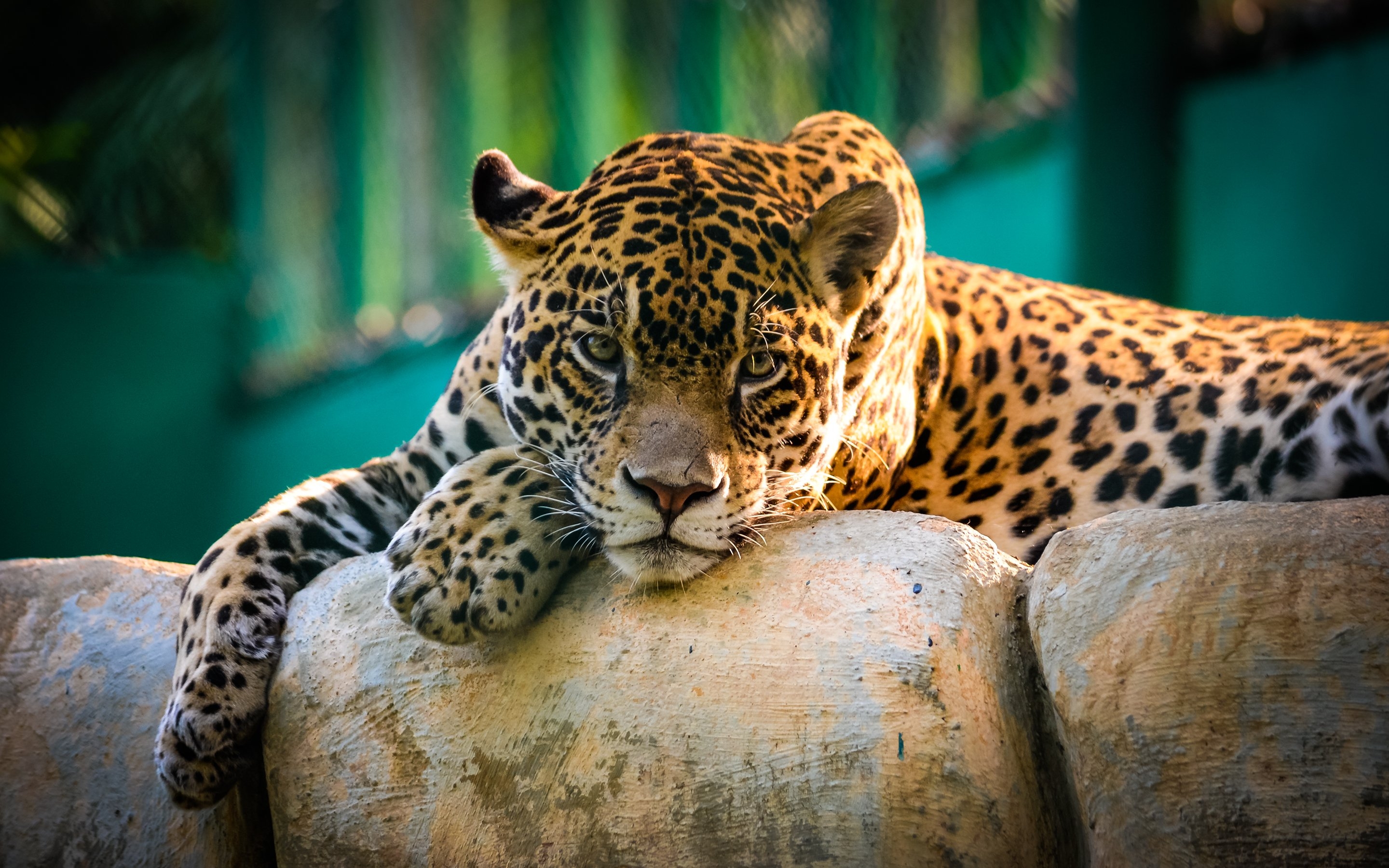 2880x1800 Wallpaper 4k Jaguar Mexico Wallpaper, Desktop