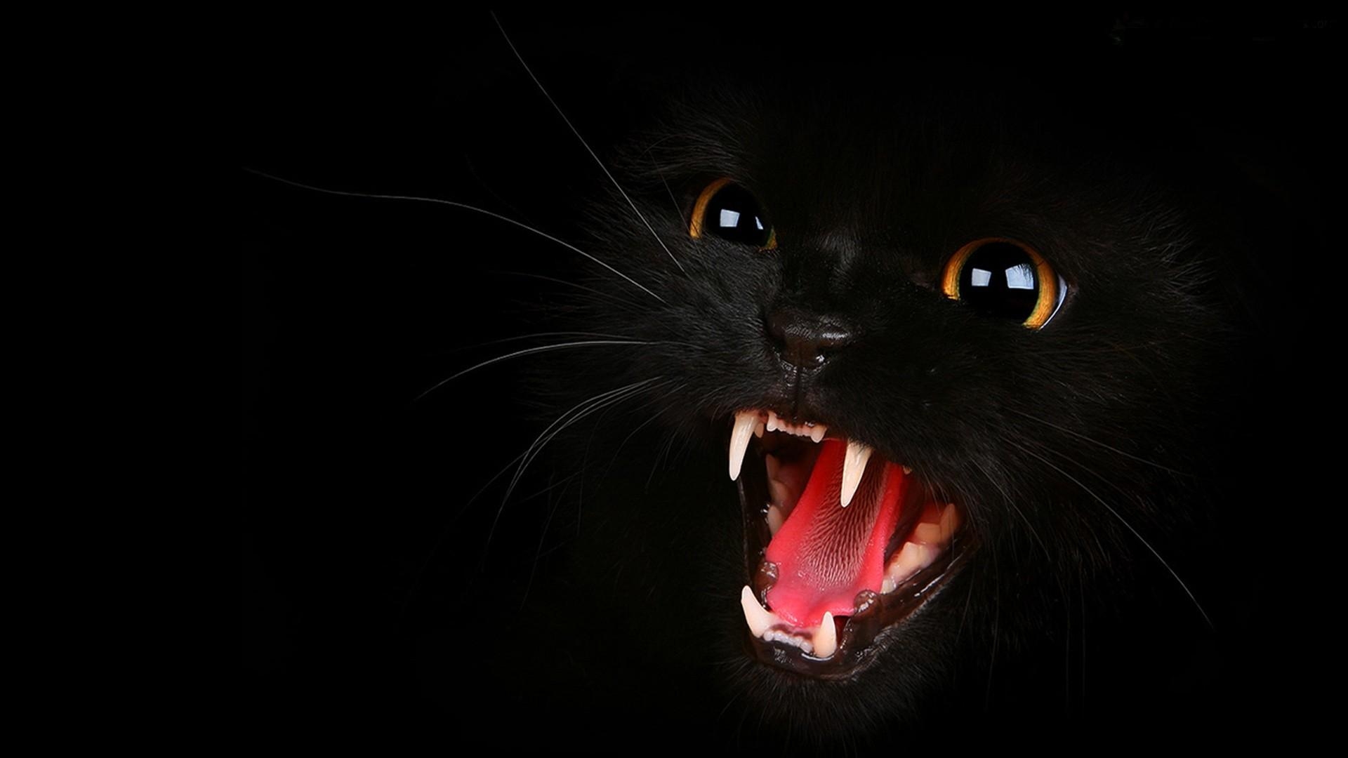 1920x1080 Cat Background Wallpaper, Desktop