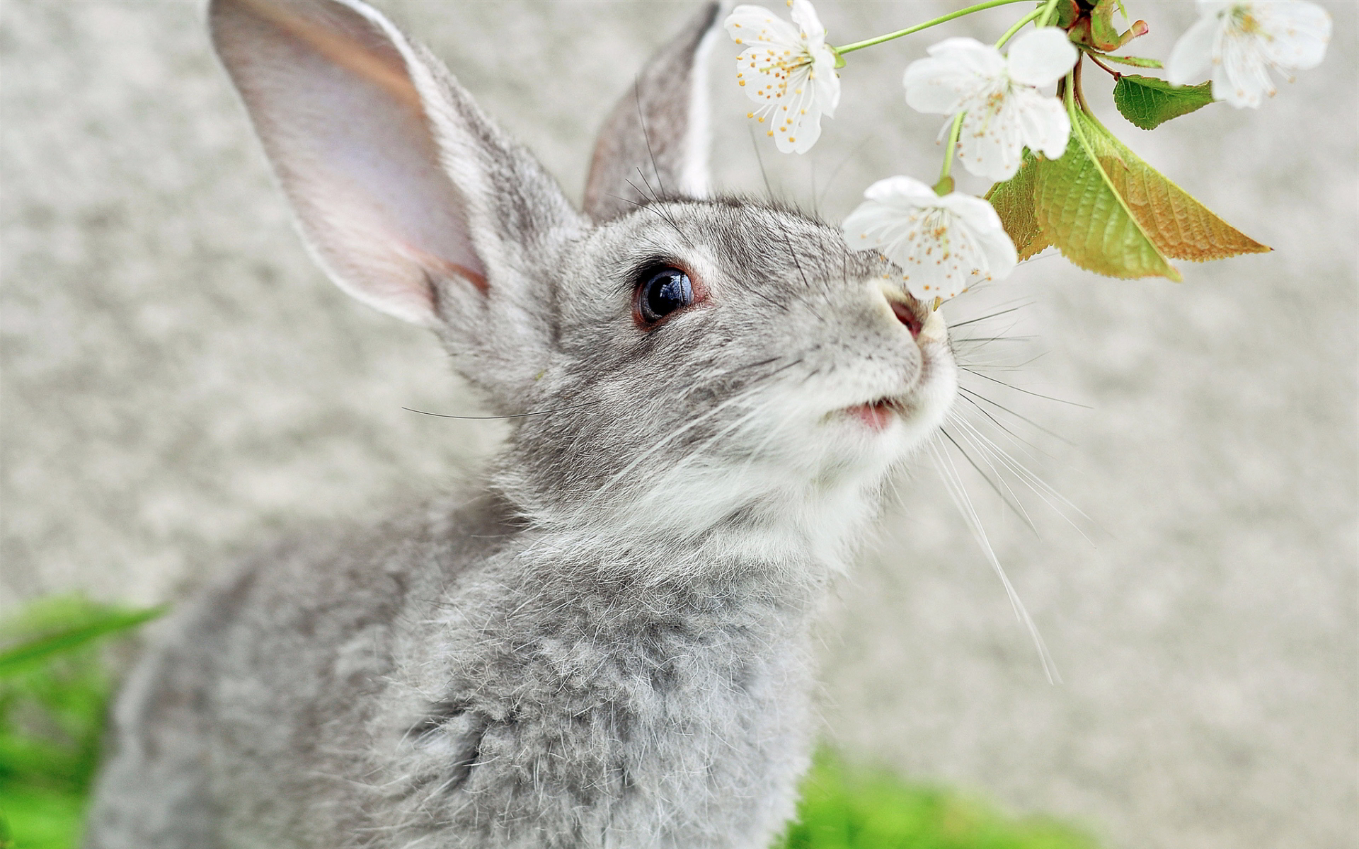 1920x1200 Gray bunny HD wallpaper, Desktop