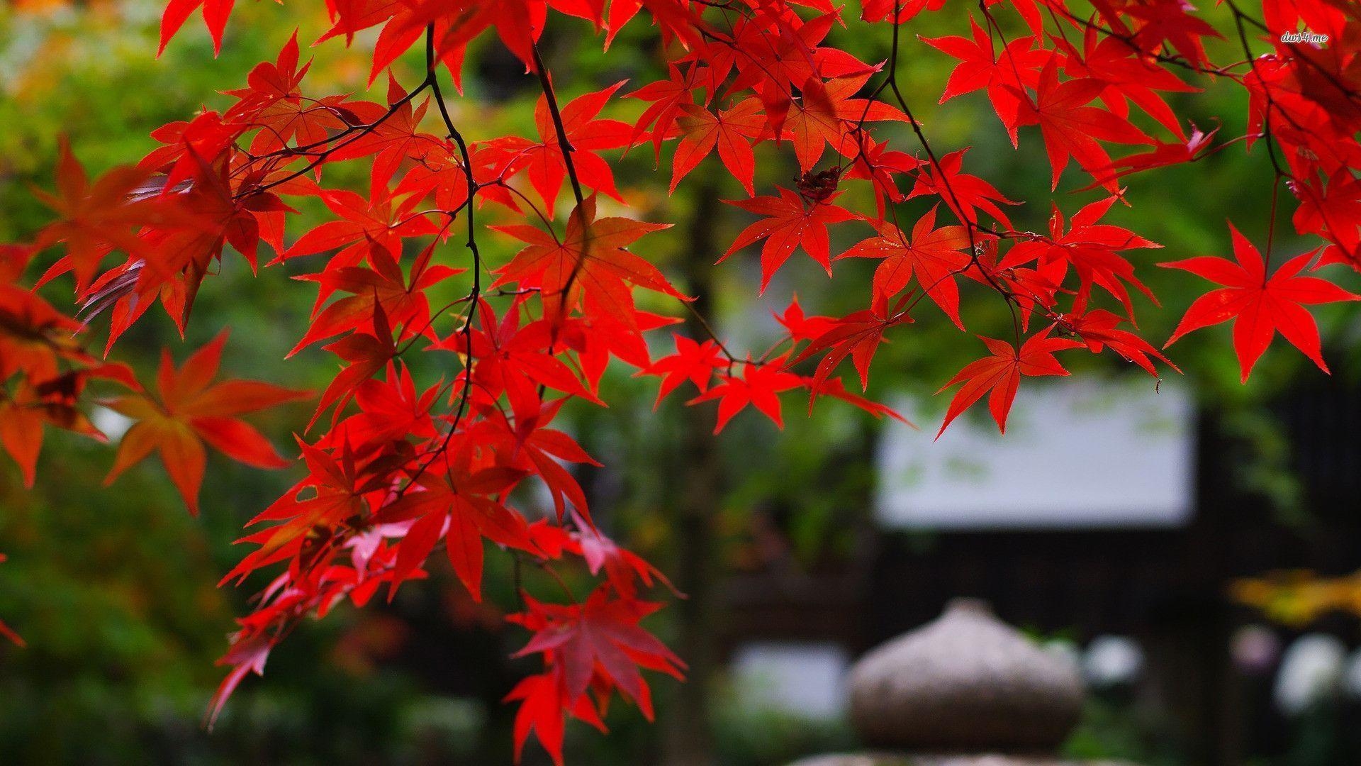 1920x1080 Red leaves wallpaper wallpaper - #, Desktop