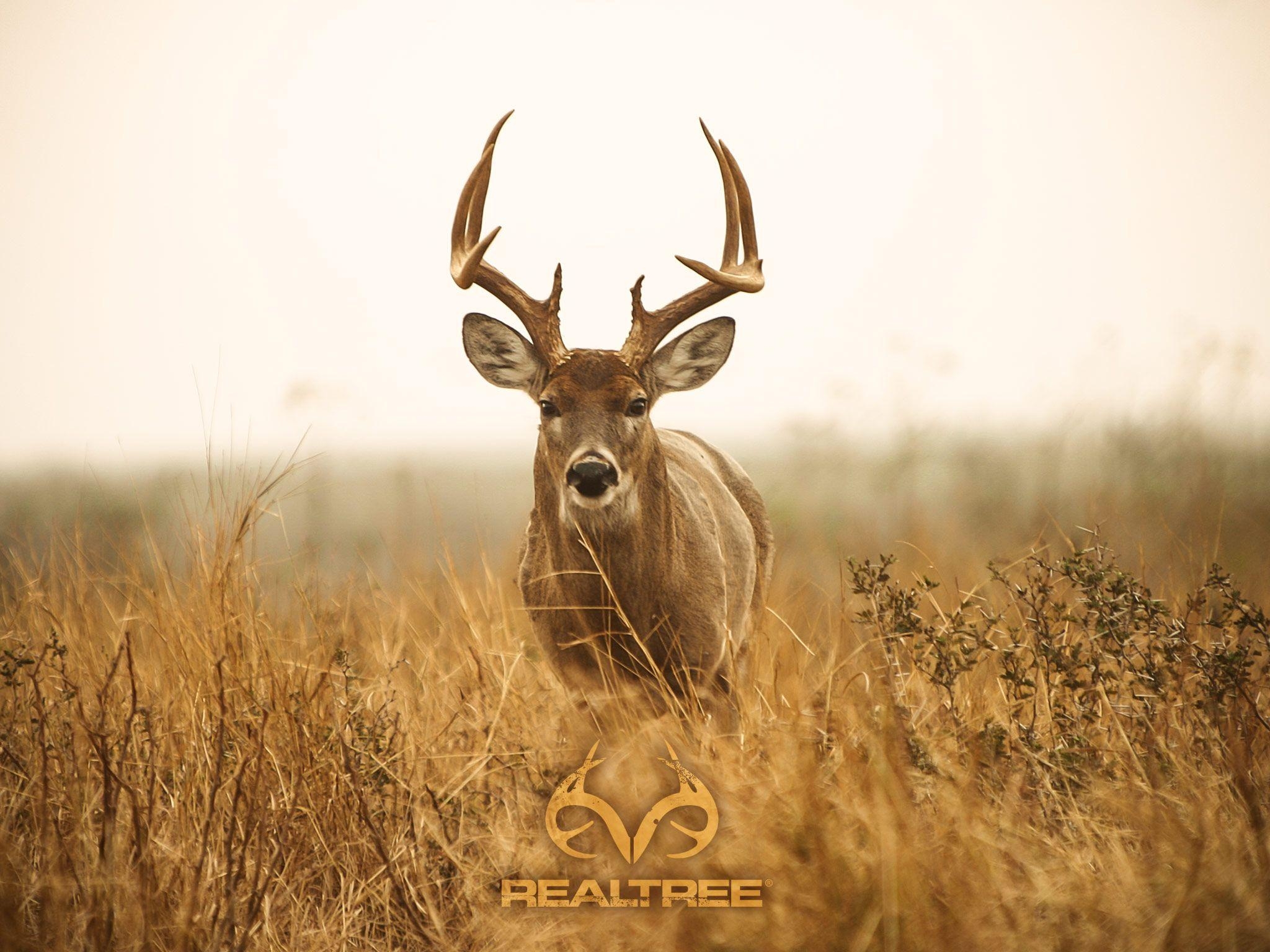 2050x1540 Top Whitetail Deer HD Wallpaper Wallpaper. Hunting wallpaper, Desktop