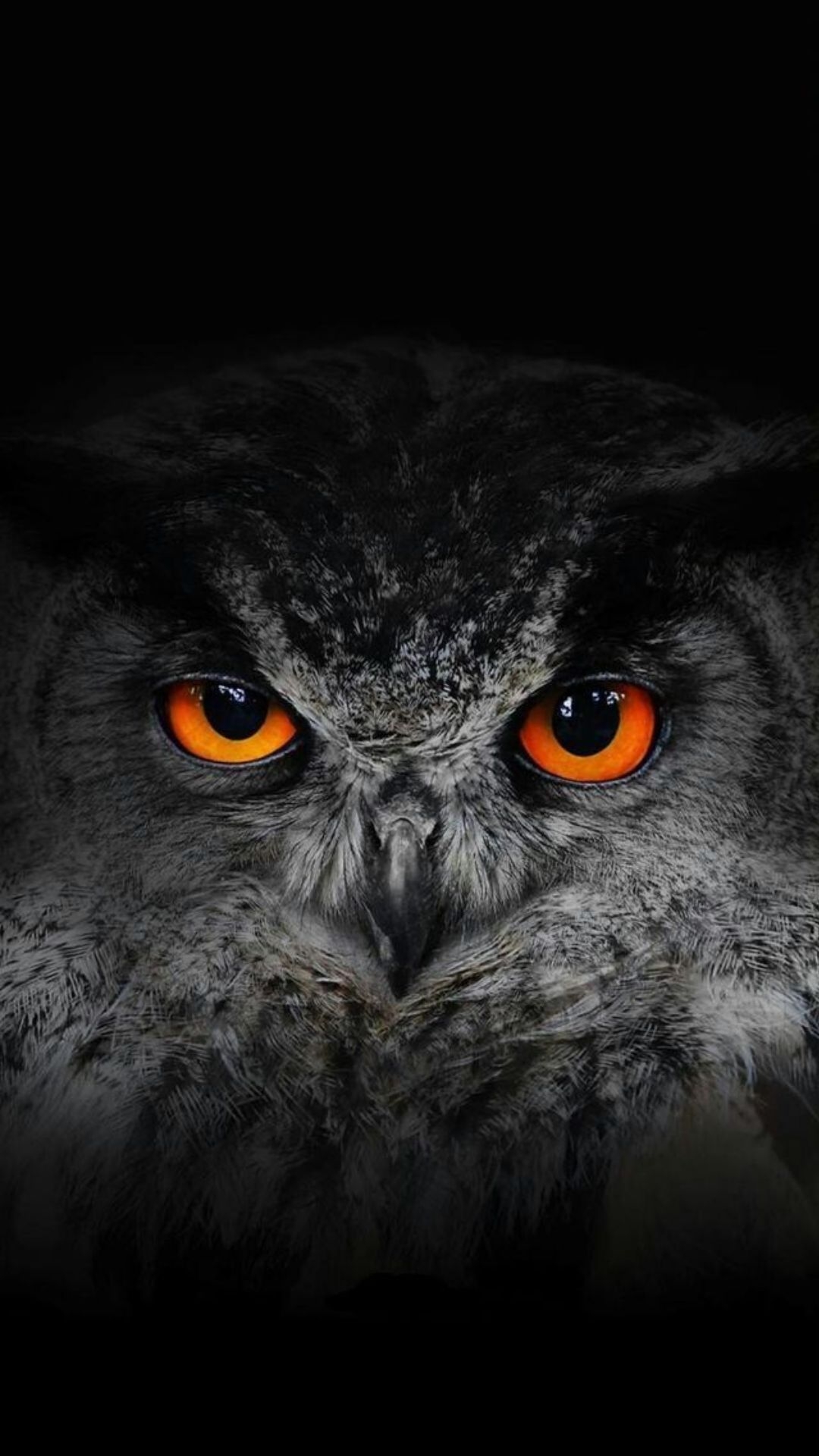 1080x1920 Best Owl iPhone Wallpaper Download, Phone