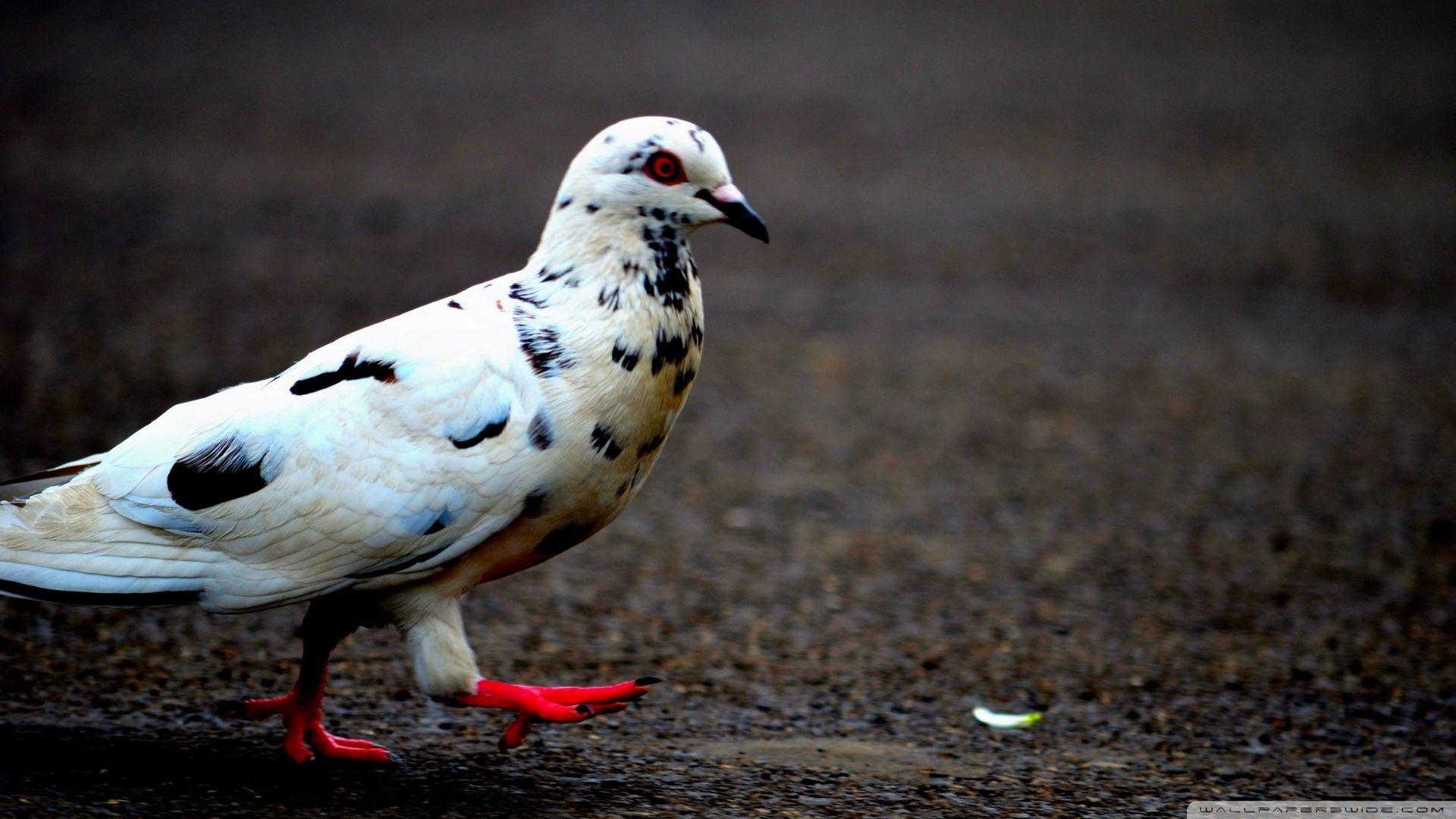 1920x1080 Pigeons Wallpaper PC Deskx1200 px. EDecorati.com™, Desktop