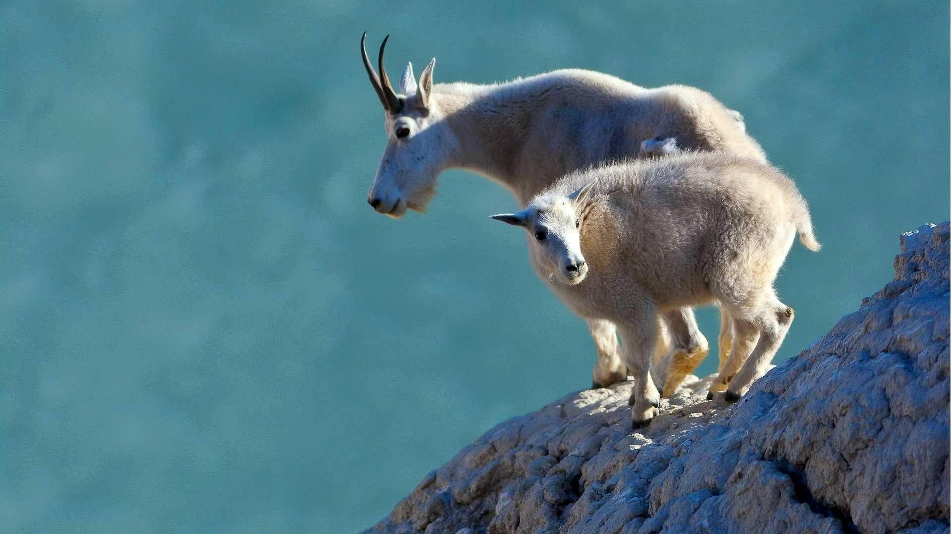 1920x1080 Goat wallpaper, Desktop