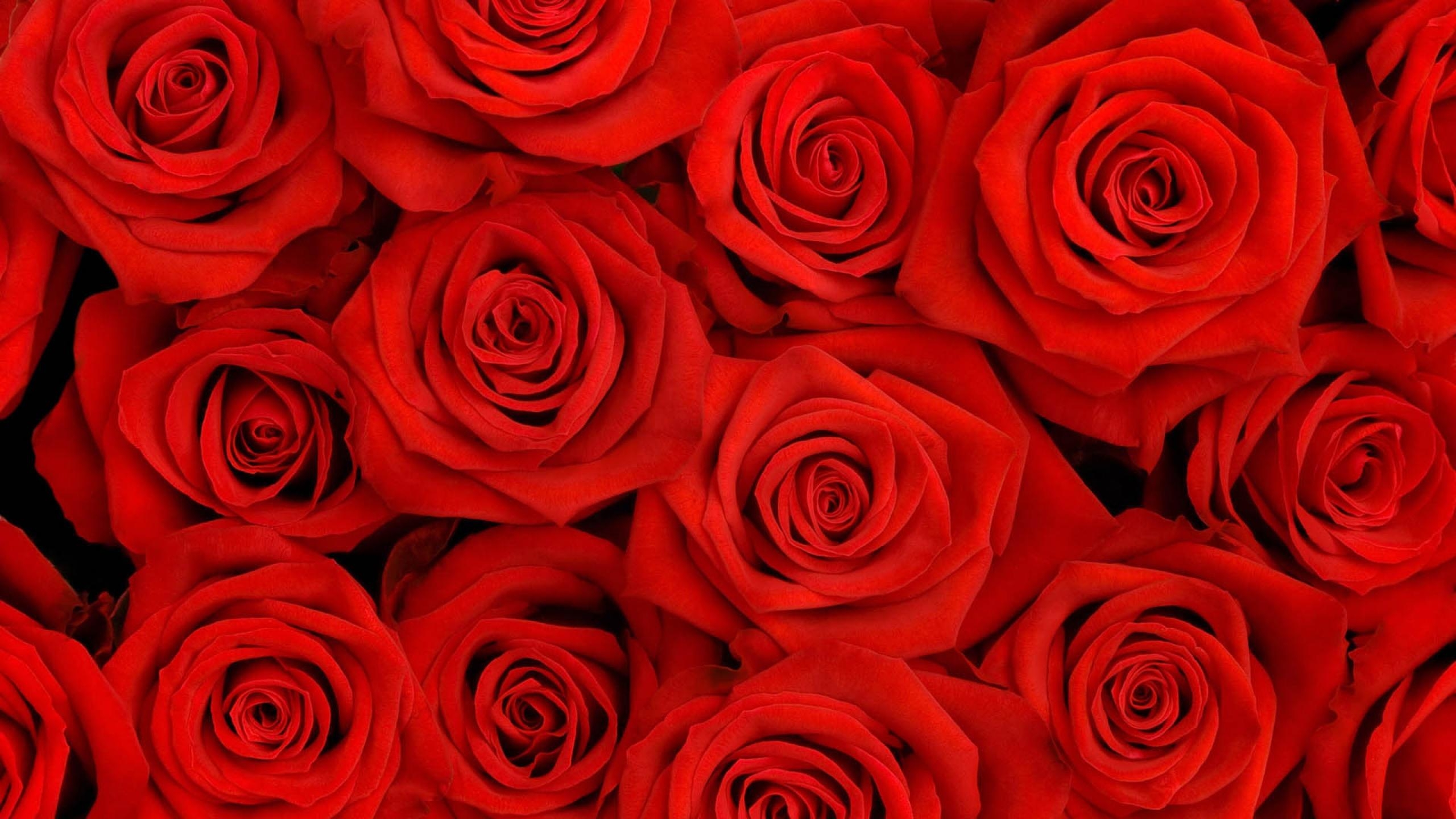 2560x1440 Rose Petals HD Wallpaper, Desktop