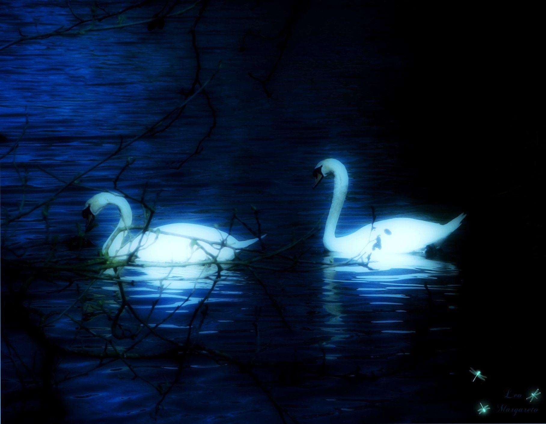 1820x1420 Swan Lake Wallpaper 50754 HD Picture. Top Wallpaper Desktop, Desktop