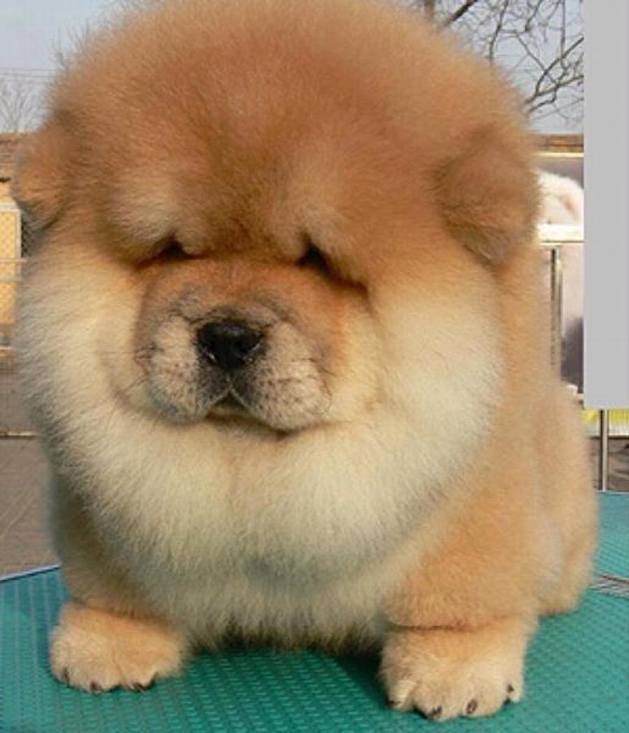 900x1050 Most Beautiful Chow Chow Dog Picture And Image, Phone