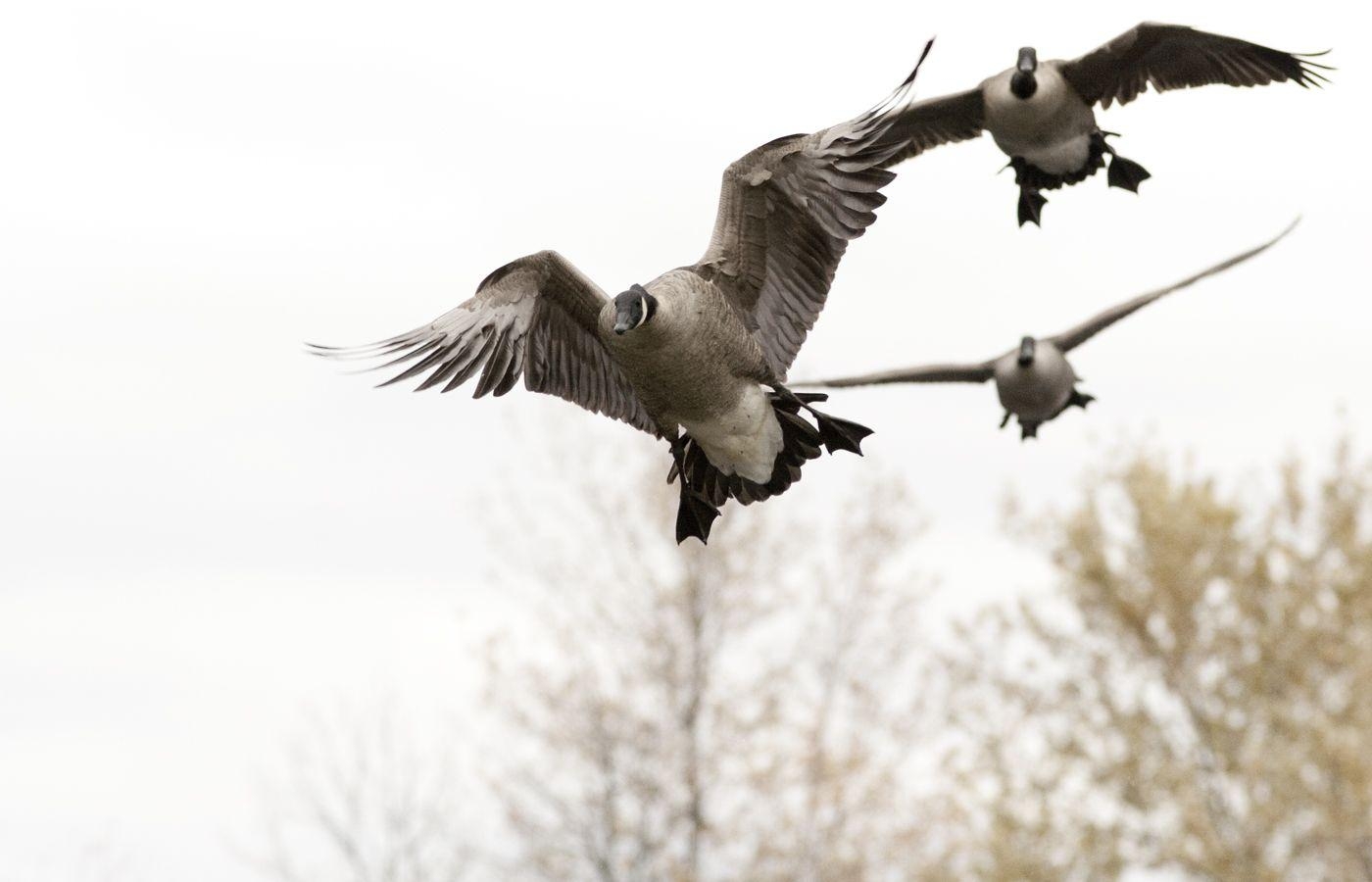 1400x900 waterfowl hunting desktop wallpaper, Desktop