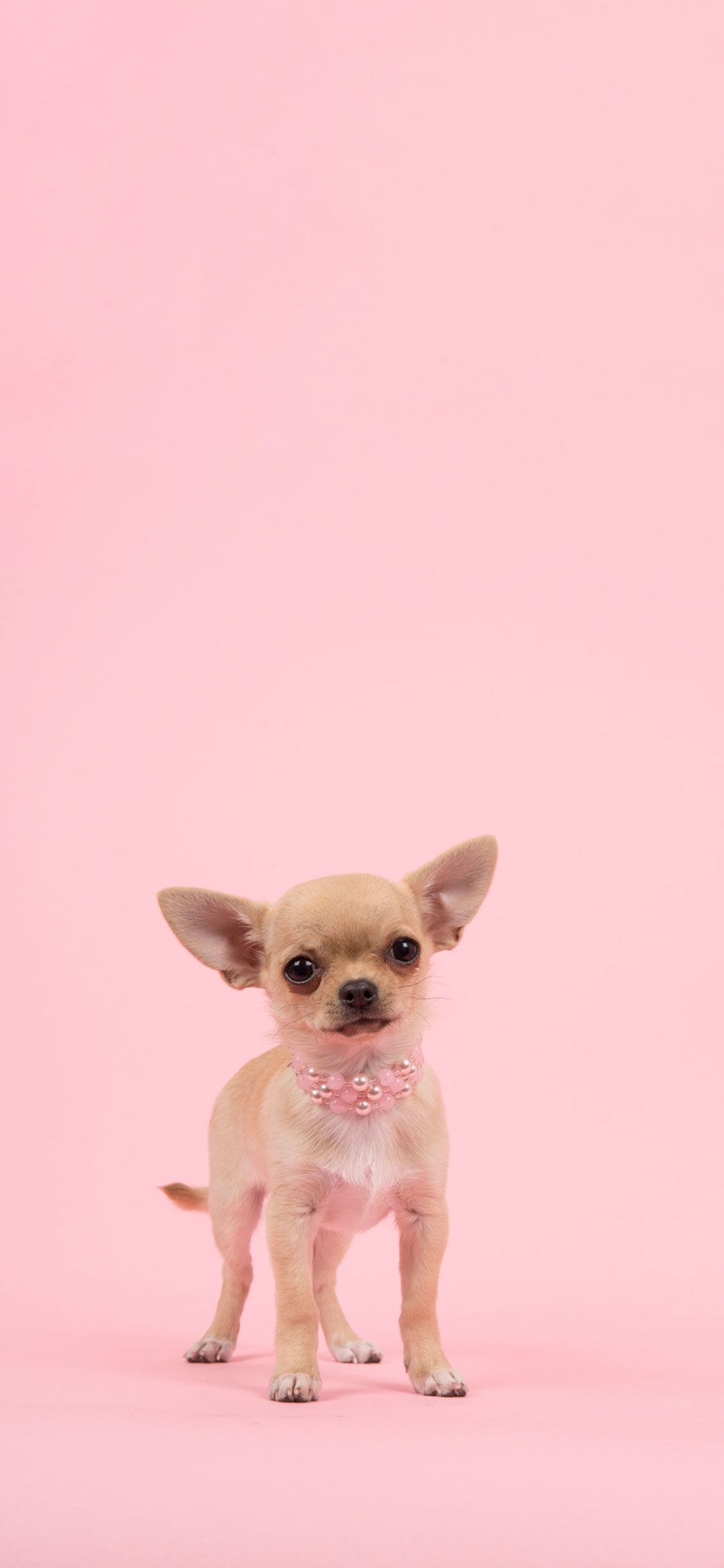 1130x2440 Pink Dogs Wallpaper Free Pink Dogs Background, Phone