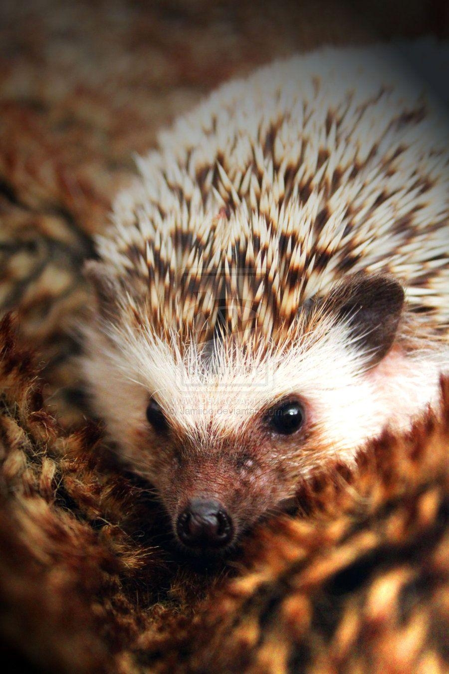 900x1350 African Pygmy Hedgehog Image. Hedgehogs & other, Phone