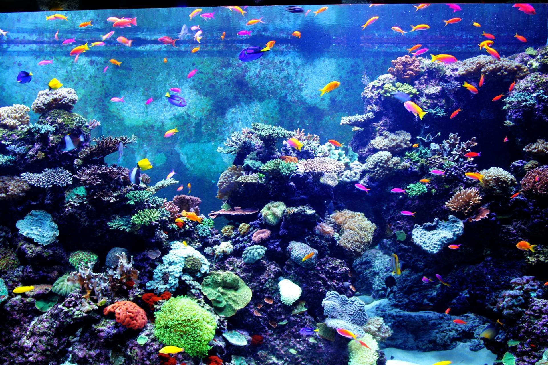 1920x1280 Aquarium Wallpaper  px, #VK97768, Desktop