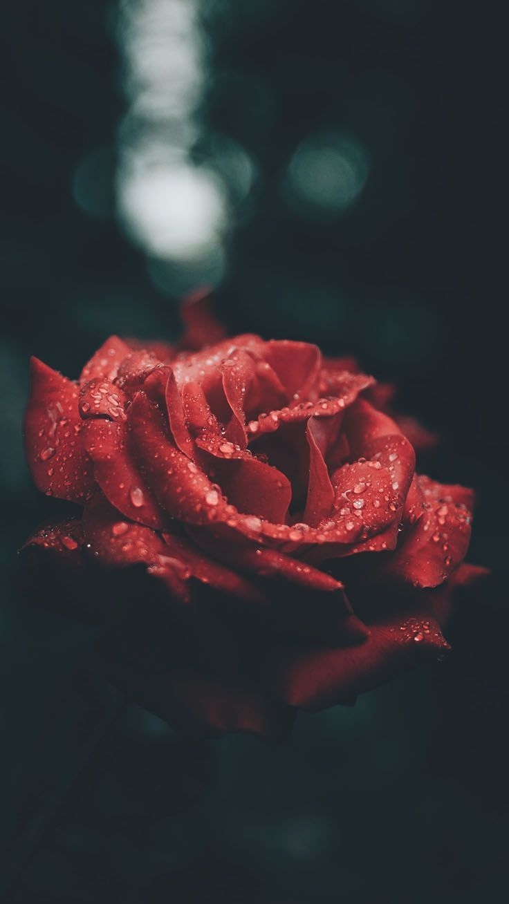 740x1310 Romantic Roses iPhone X Wallpaper. Preppy Wallpaper. Red roses wallpaper, Wallpaper iphone roses, Preppy wallpaper, Phone