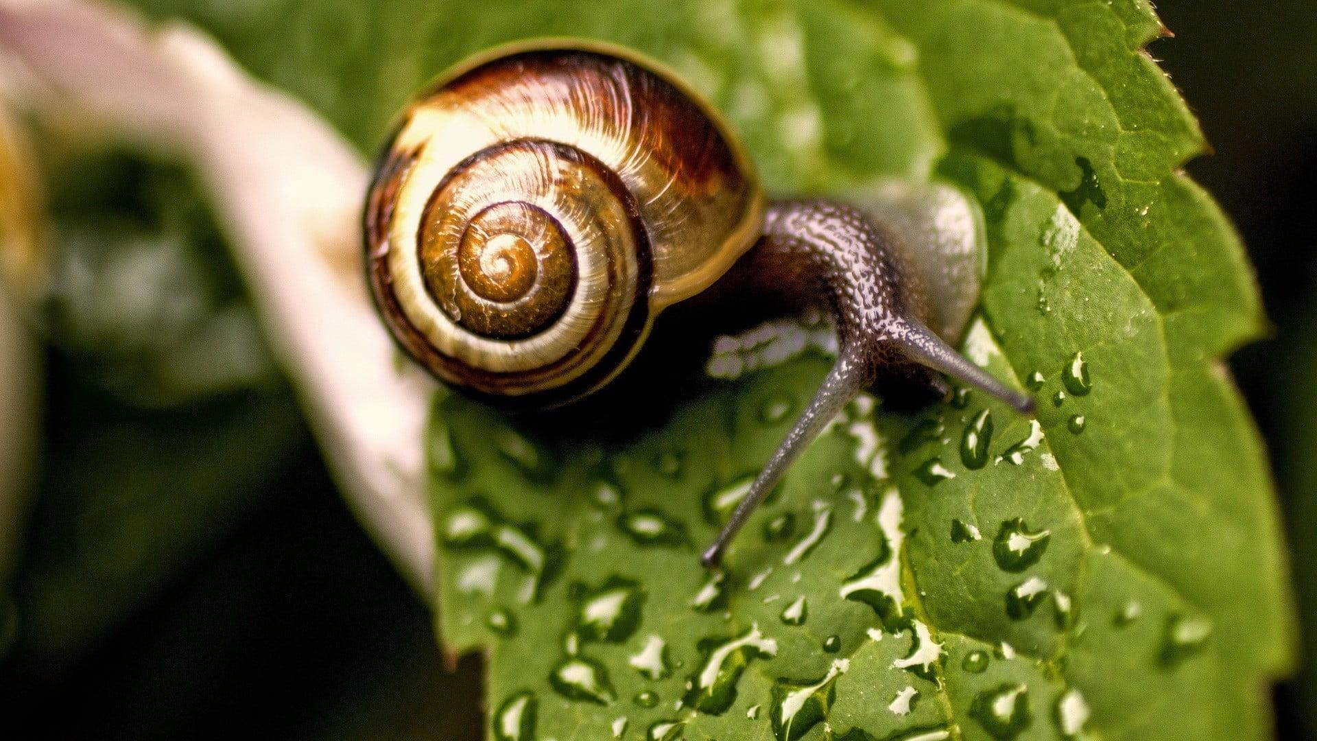 1920x1080 Garden snail on green leaf, snail, leaves, dew HD wallpaper, Desktop