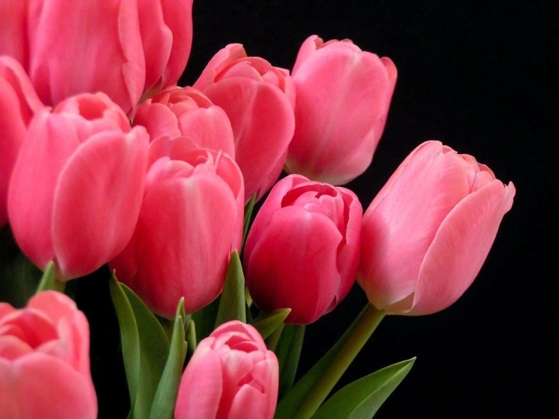 1160x870 Pink Tulips. Sky HD Wallpaper, Desktop