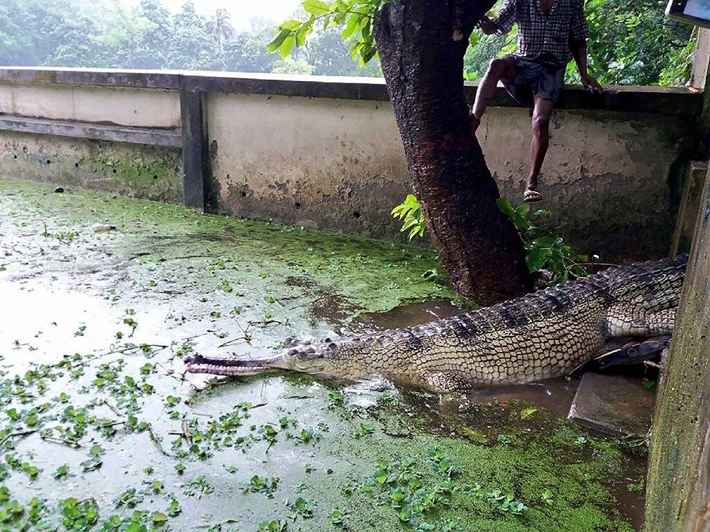 1030x770 Rare Bangladesh crocodile lays eggs in new hope for species, Desktop