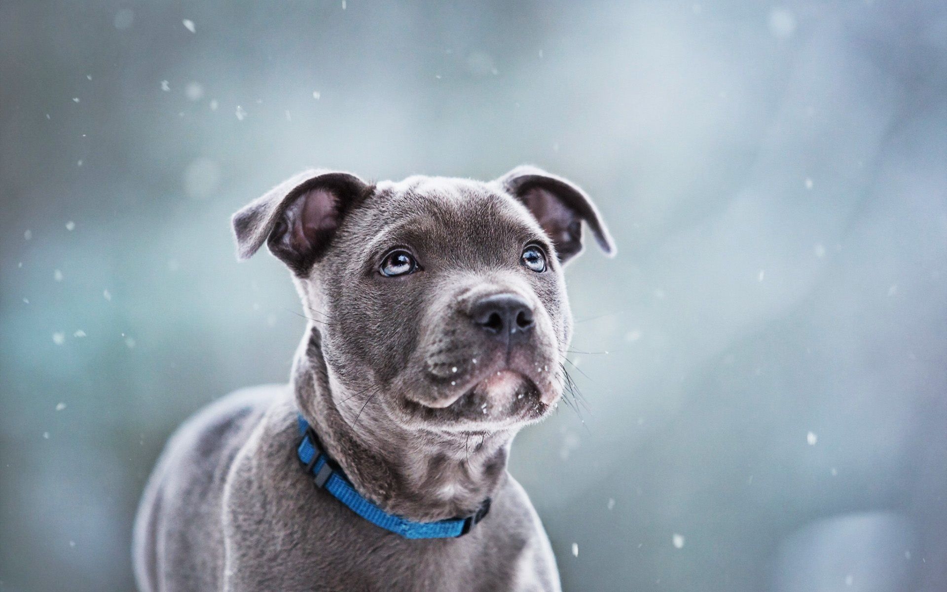 1920x1200 Download wallpaper Staffordshire Bull Terrier, puppy, gray dog, Desktop