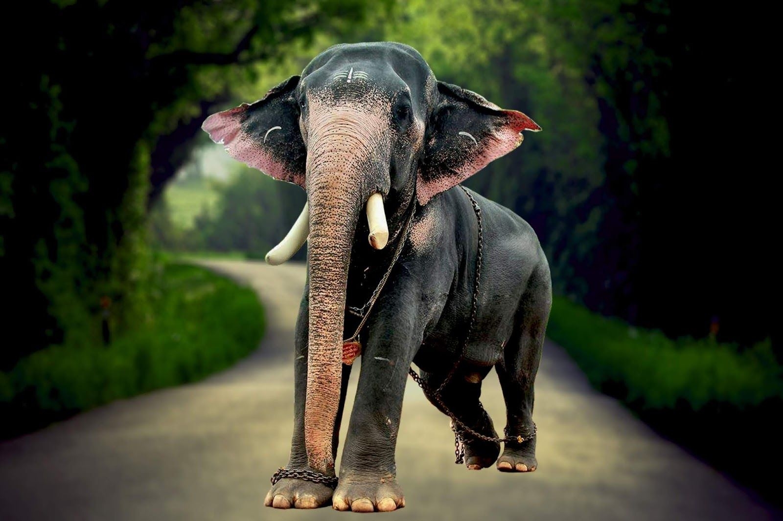 1600x1070 Kerala Elephants Image. Kerala elephants wallpaper HD. Kerala elephant photo and names, Desktop
