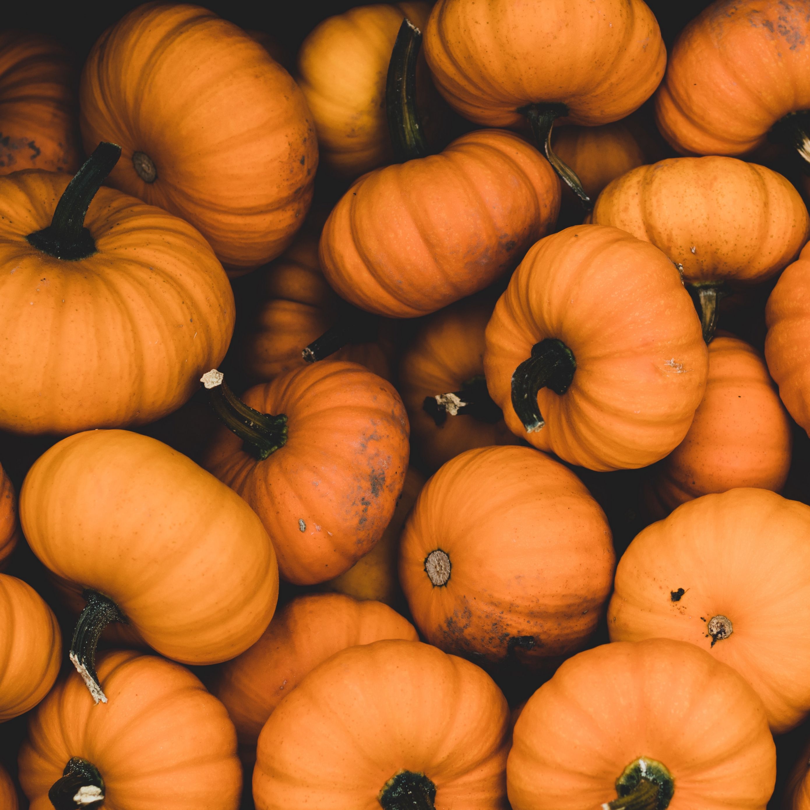 2780x2780 Download wallpaper  pumpkin, ripe, orange, harvest, autumn ipad air, ipad air ipad ipad ipad mini ipad mini ipad mini ipad pro 9.7 for parallax HD background, Phone